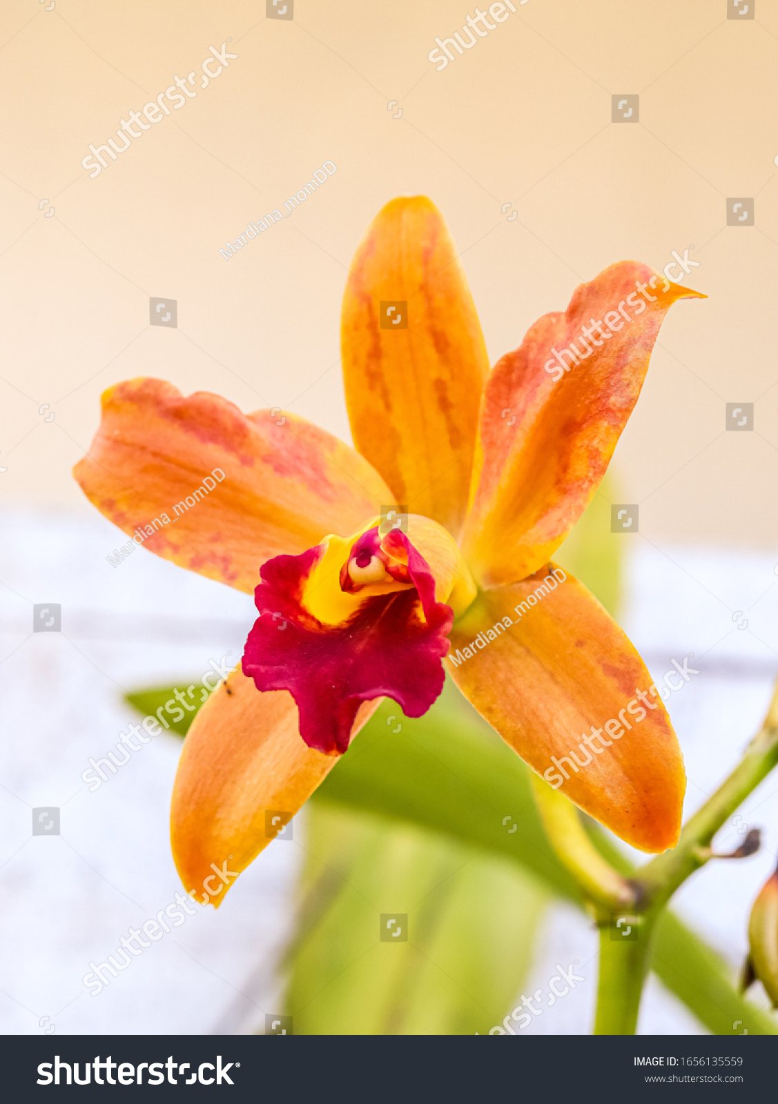 the blooming of cattleya nettasiri starbright #1656135559