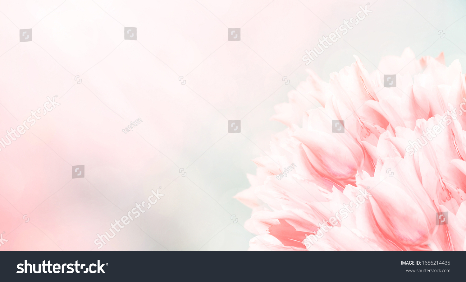 Spring flowers, pink background. Blossom tulips on blue and pink background. Sunbeams and bokeh over a blur banner, header or billboard. Valentine, love, Mothers day, wedding, summer and springtime. #1656214435