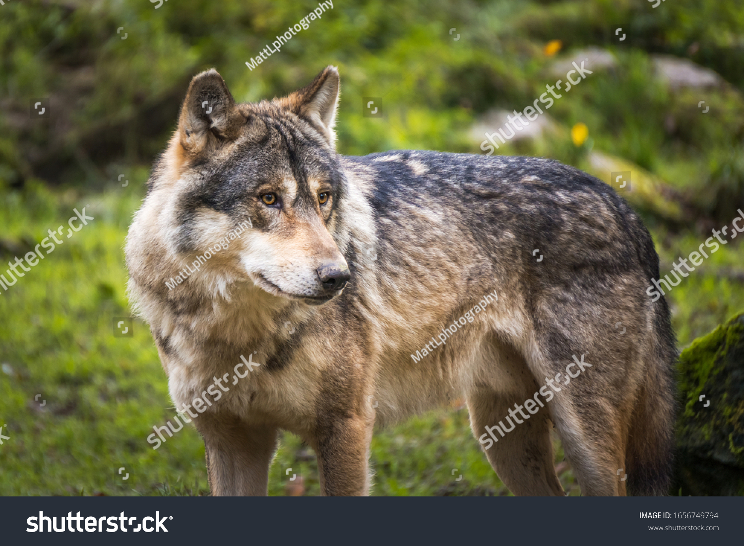 Portrait of a gray or european or eurasian wolf, canis lupus lupus, France. #1656749794