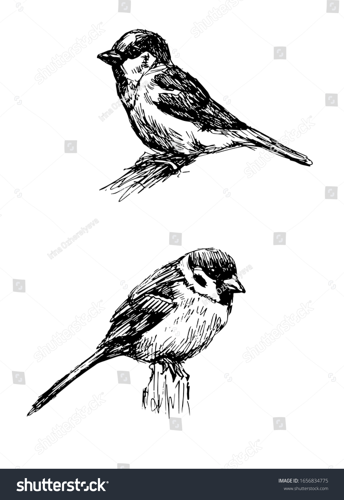 Sparrow. Line Drawings Set. Black And White - Royalty Free Stock Vector 