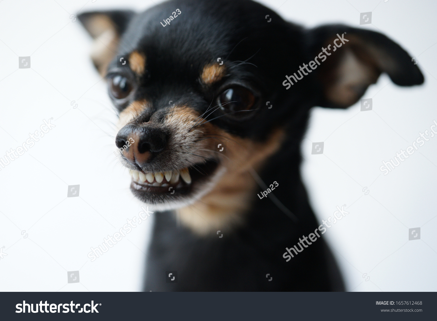 Close-up angry little black dog of toy terrier breed on a white background.Macro photo,selective focus. #1657612468