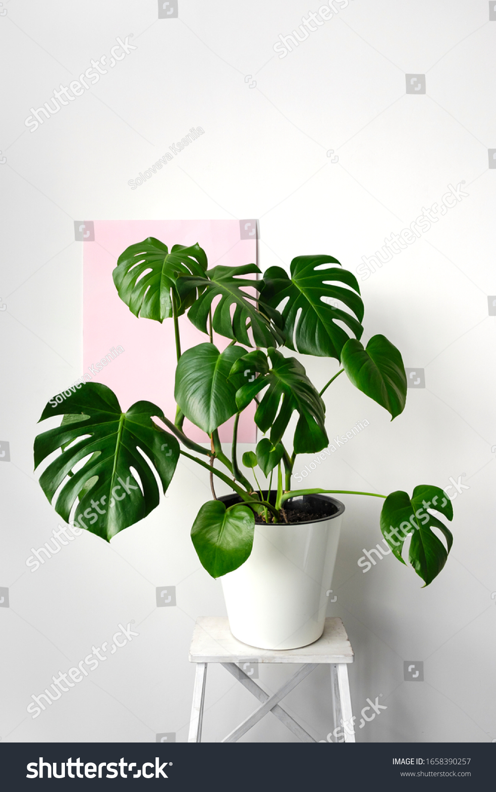 Beautiful monstera flower in a white pot standing on a white wooden stand on a white and pink background. The concept of minimalism. Hipster scandinavian style room interior.  #1658390257
