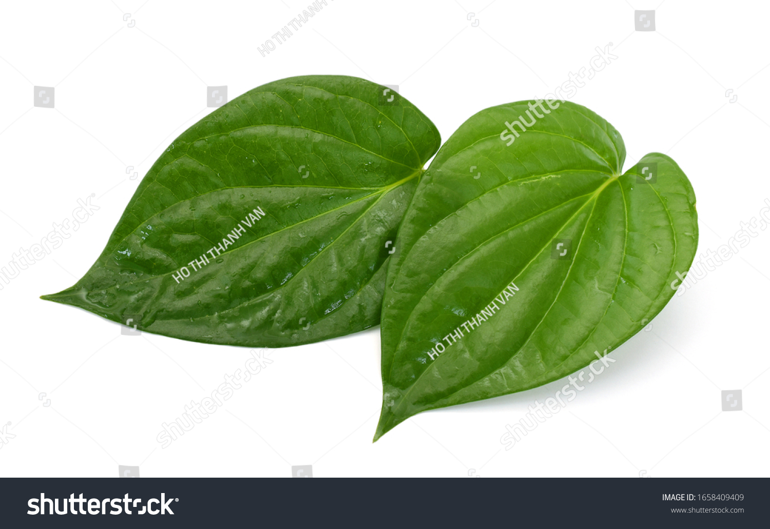 Green betel leaf isolated on the white background #1658409409