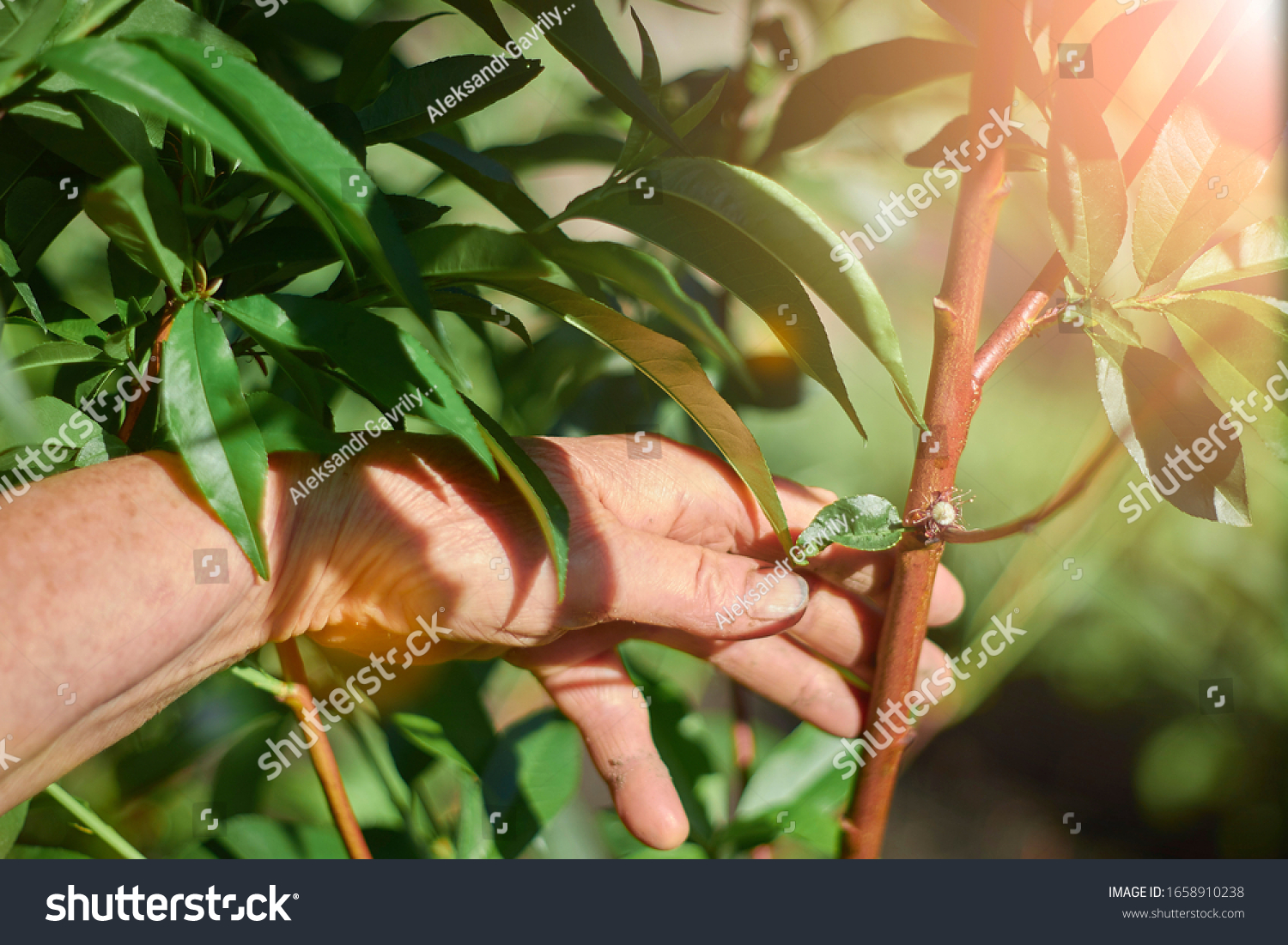 Peach flower on a young tree in hand.  tree care concept in the garden. #1658910238