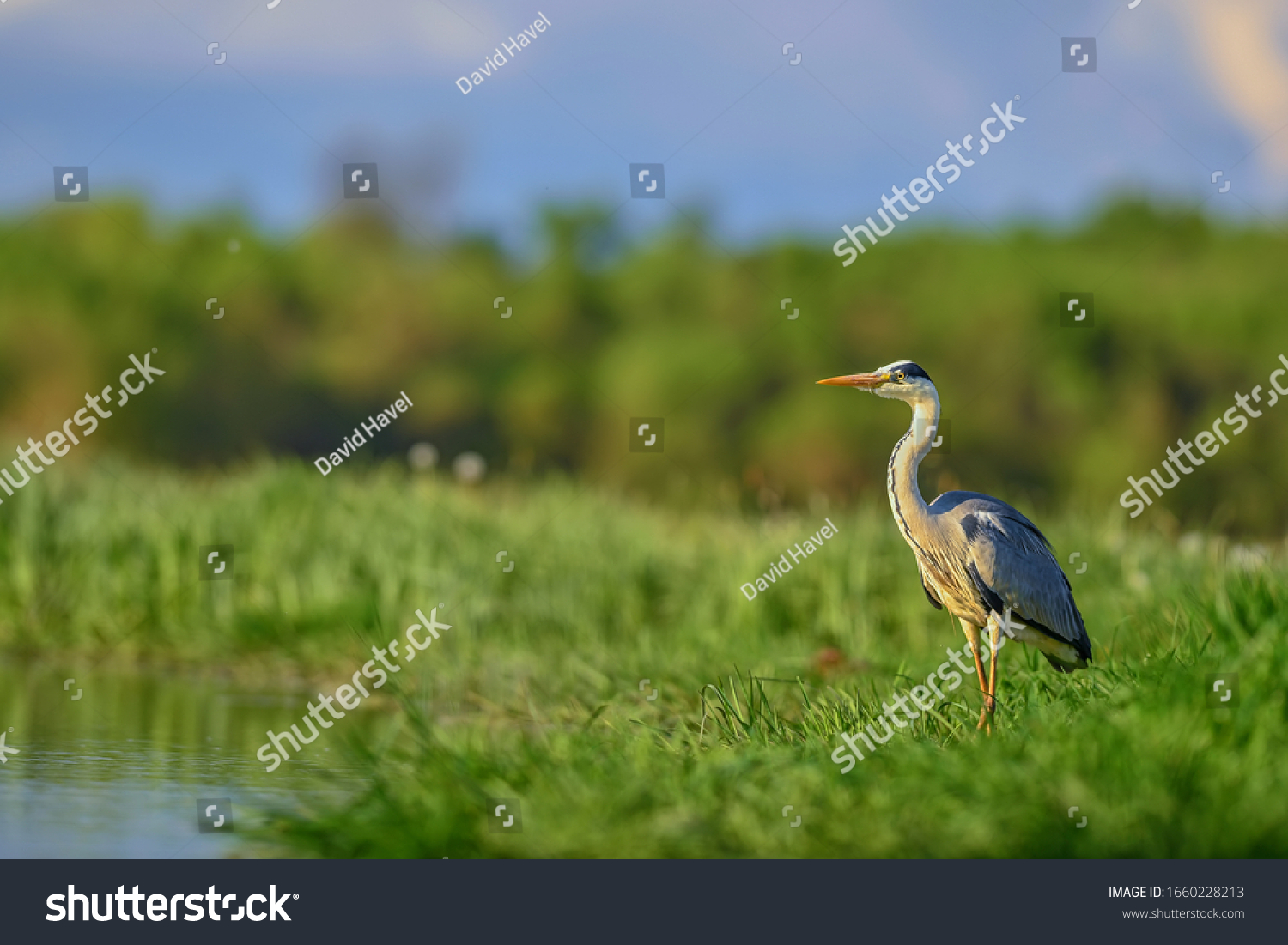 Grey Heron - Ardea cinerea, large common gray heron from lakes and rivers, Hortobagy, Hungary. #1660228213