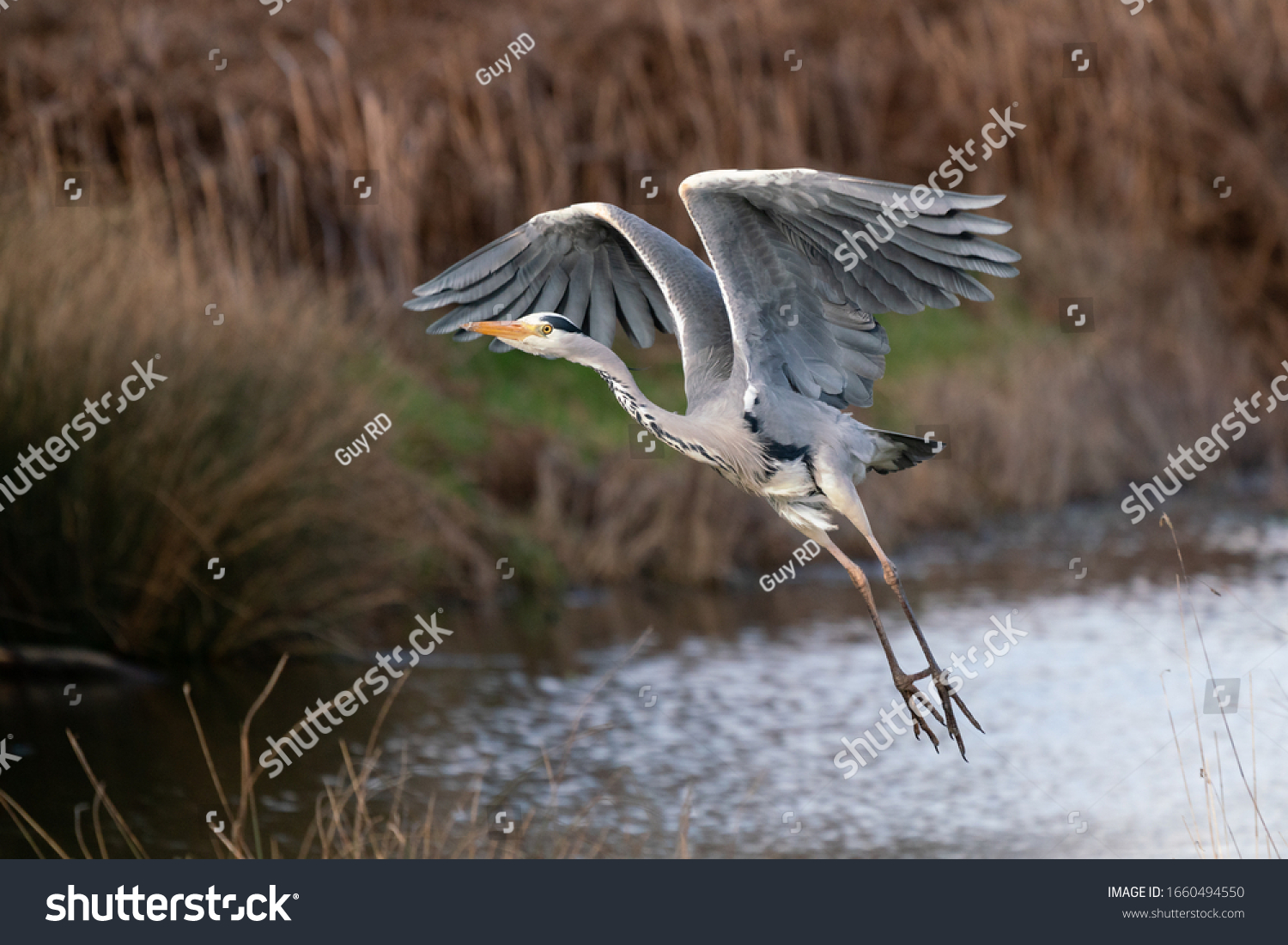 Grey heron (Ardea cinerea) taking off in Bushy Park, London, UK, Europe #1660494550