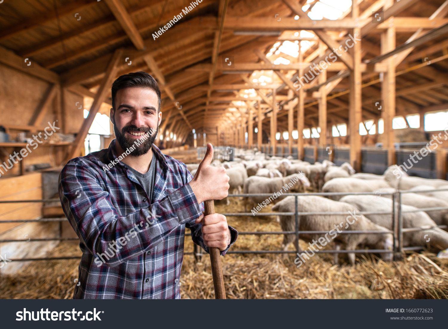 Cattleman farmer with thumbs up posing in wooden barn at he farm while sheep eating in background. #1660772623
