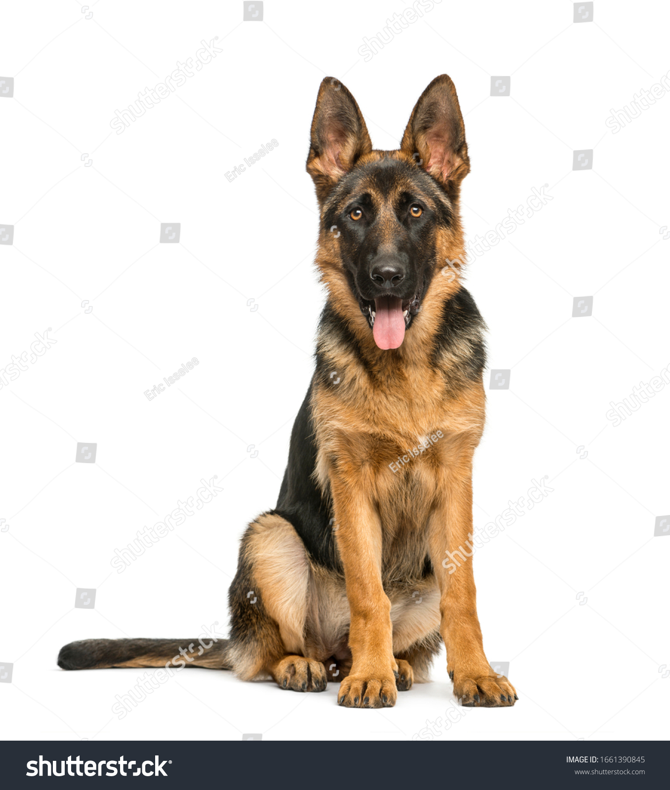 German shepherd sitting and panting, isolated on white #1661390845
