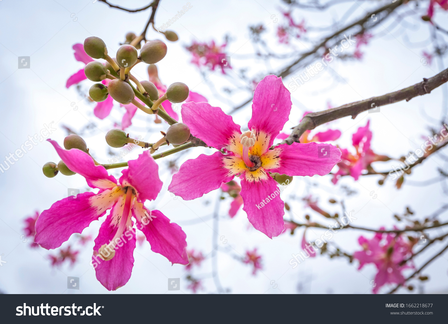 Close-up flowers of Silk floss tree (Ceiba speciosa). The flowers are from creamy-whitish to pink. They measure 4 to 6 inch in diameter and their shape is superficially similar to hibiscus flowers #1662218677
