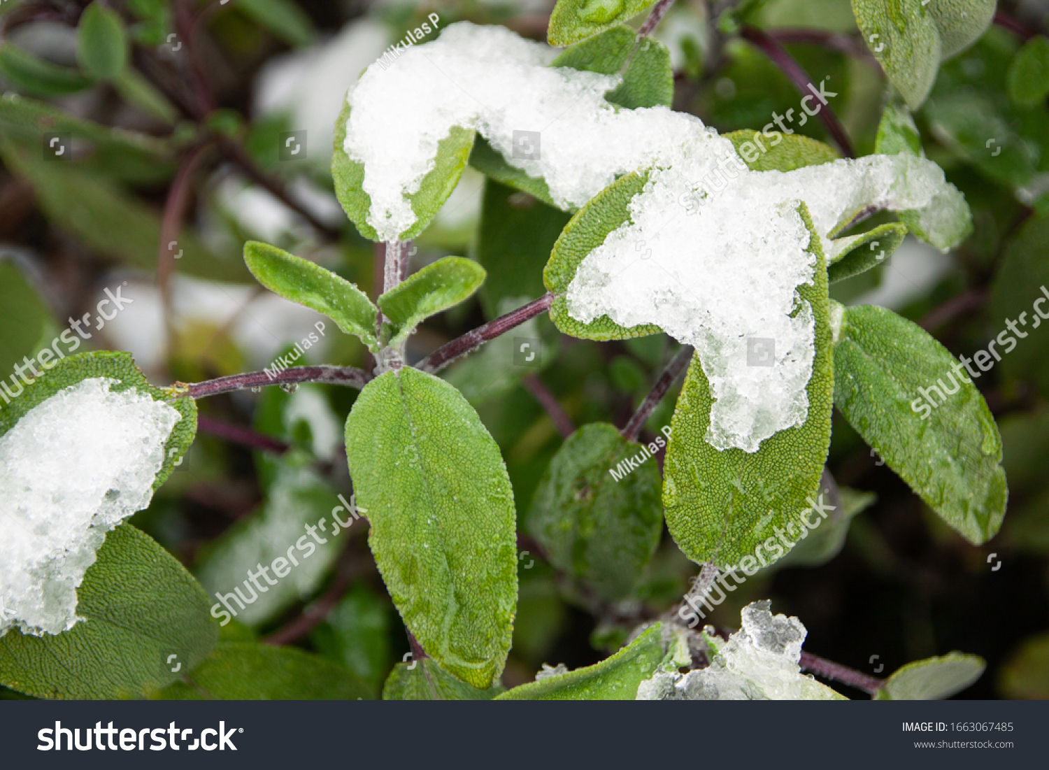 Snow Covered Common Sage Leaves Salvia officinalis in a Small Garden in Spring #1663067485