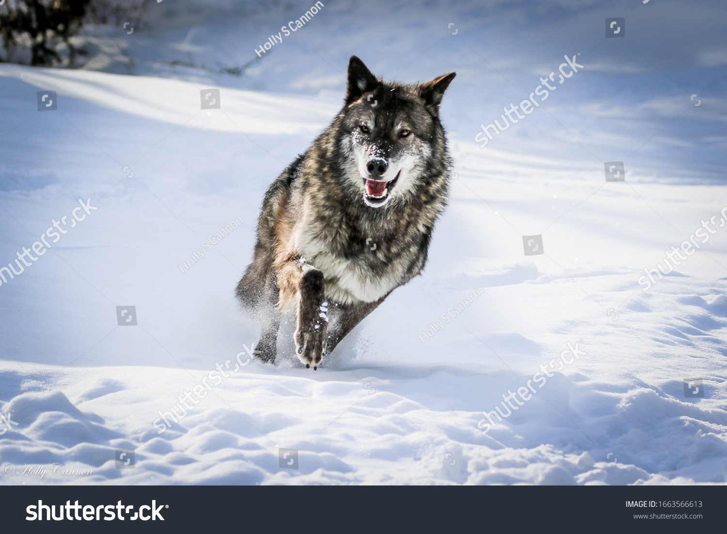Wolf pack, wolves in winter snow #1663566613