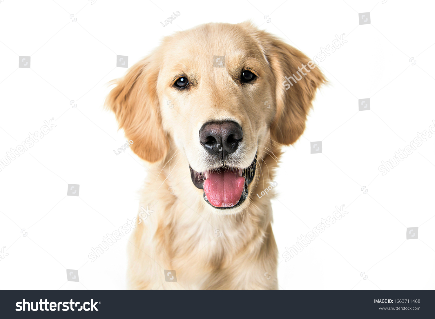 A young Golden Retriever Portrait isolated on white #1663711468