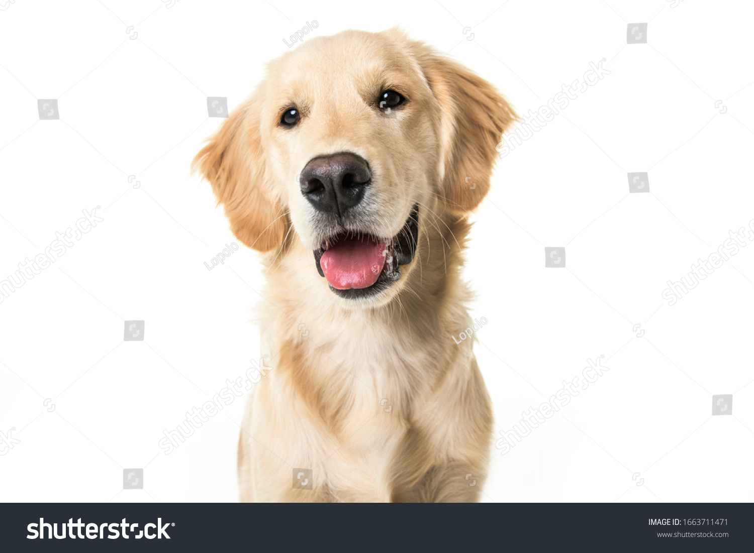 A young Golden Retriever Portrait isolated on white #1663711471