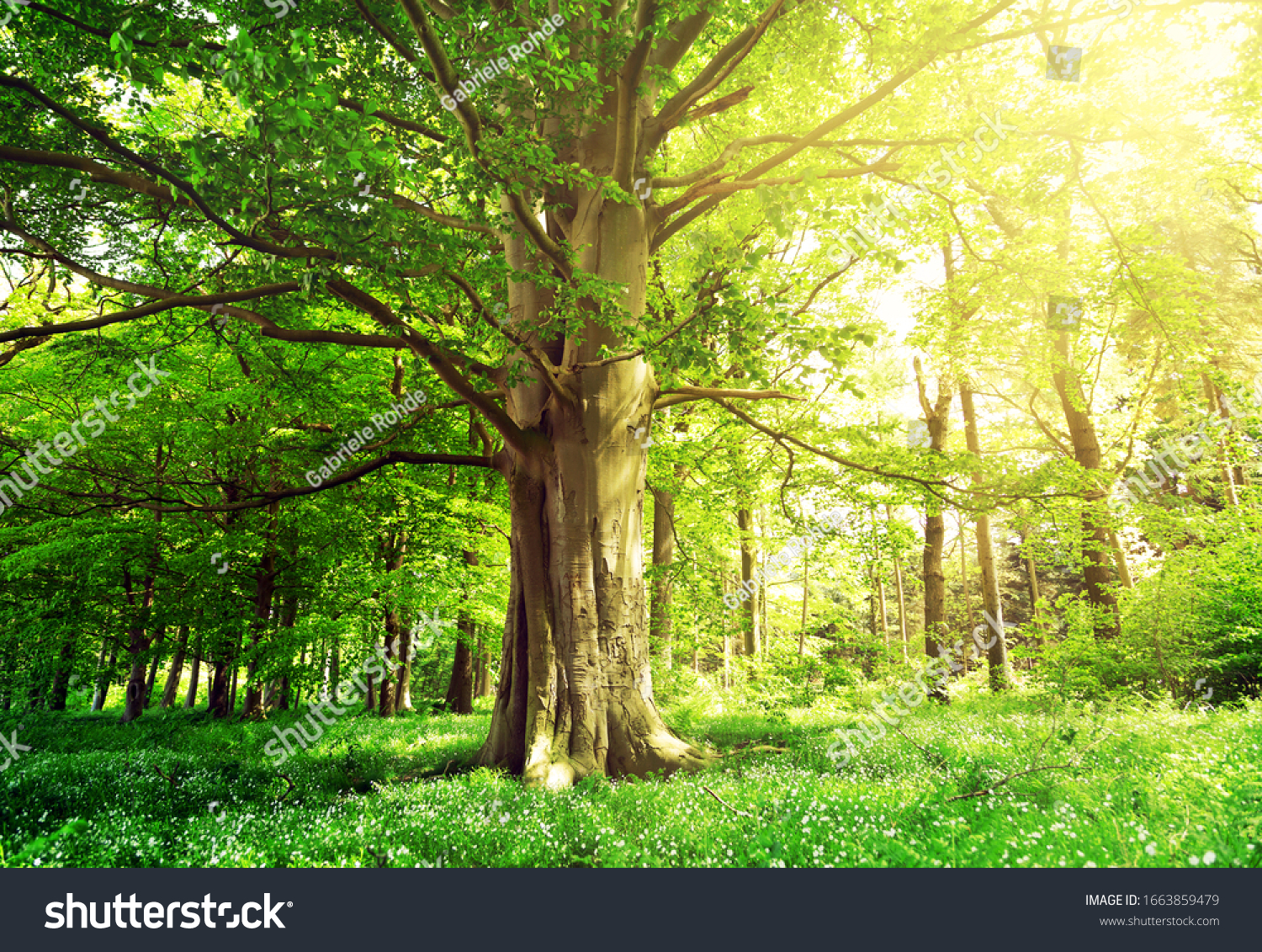 Beech forest with a old tree in the sunlight #1663859479