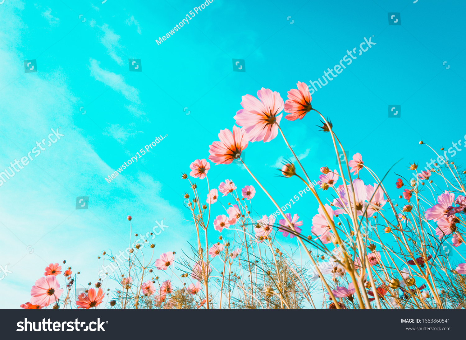 beautiful cosmos flowers are blooming in vintage tones with bright sky background. #1663860541