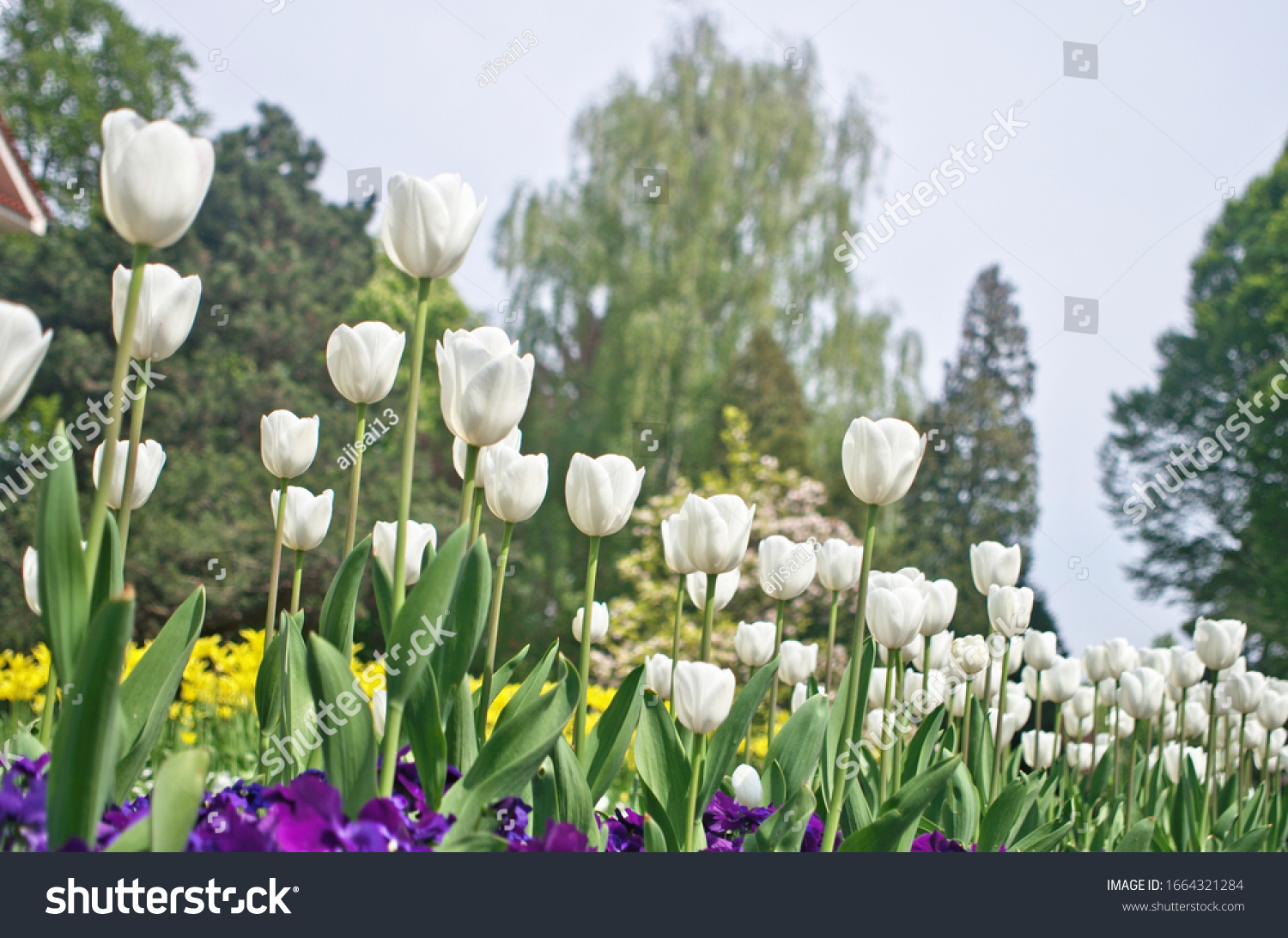 Abstract photo of beautiful landscape view of flower garden in springtime season ,where use bloom common tulip ,Didier's tulip (Tulipa gesneriana) as ornamental flowering plant for landscaping design #1664321284