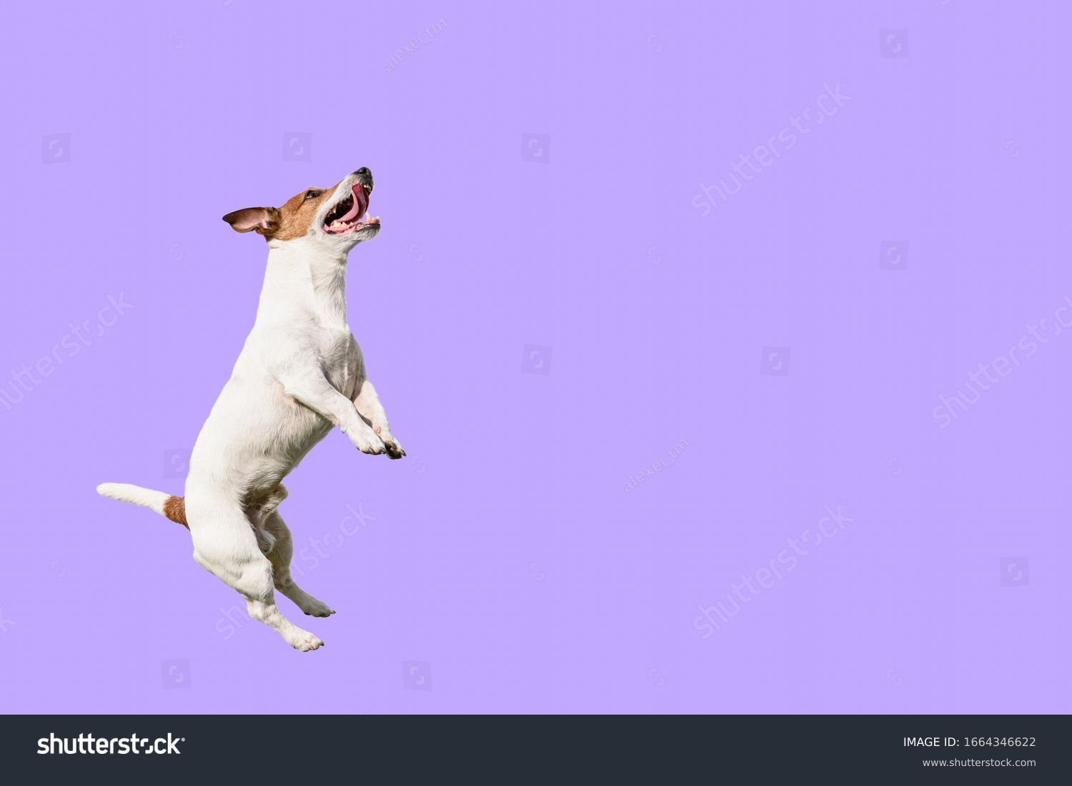 Active and agile dog jumping high on solid color purple background #1664346622