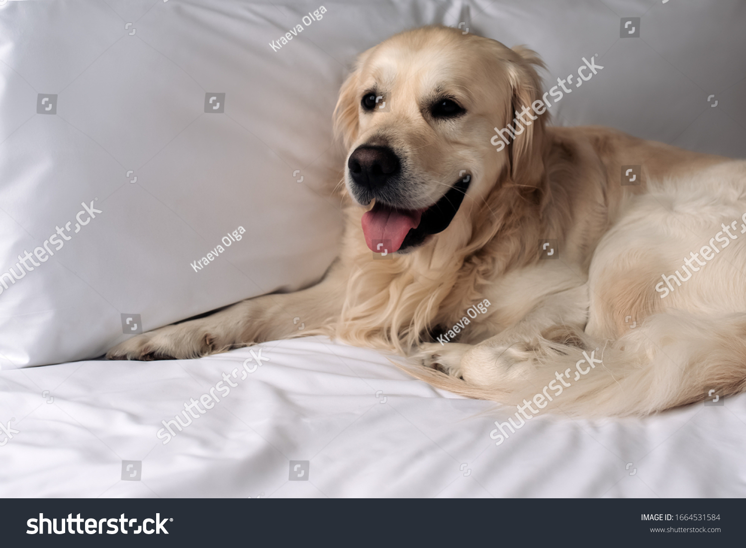 Happy Golden Retriever dog lying on a blanket in bed in the bedroom #1664531584