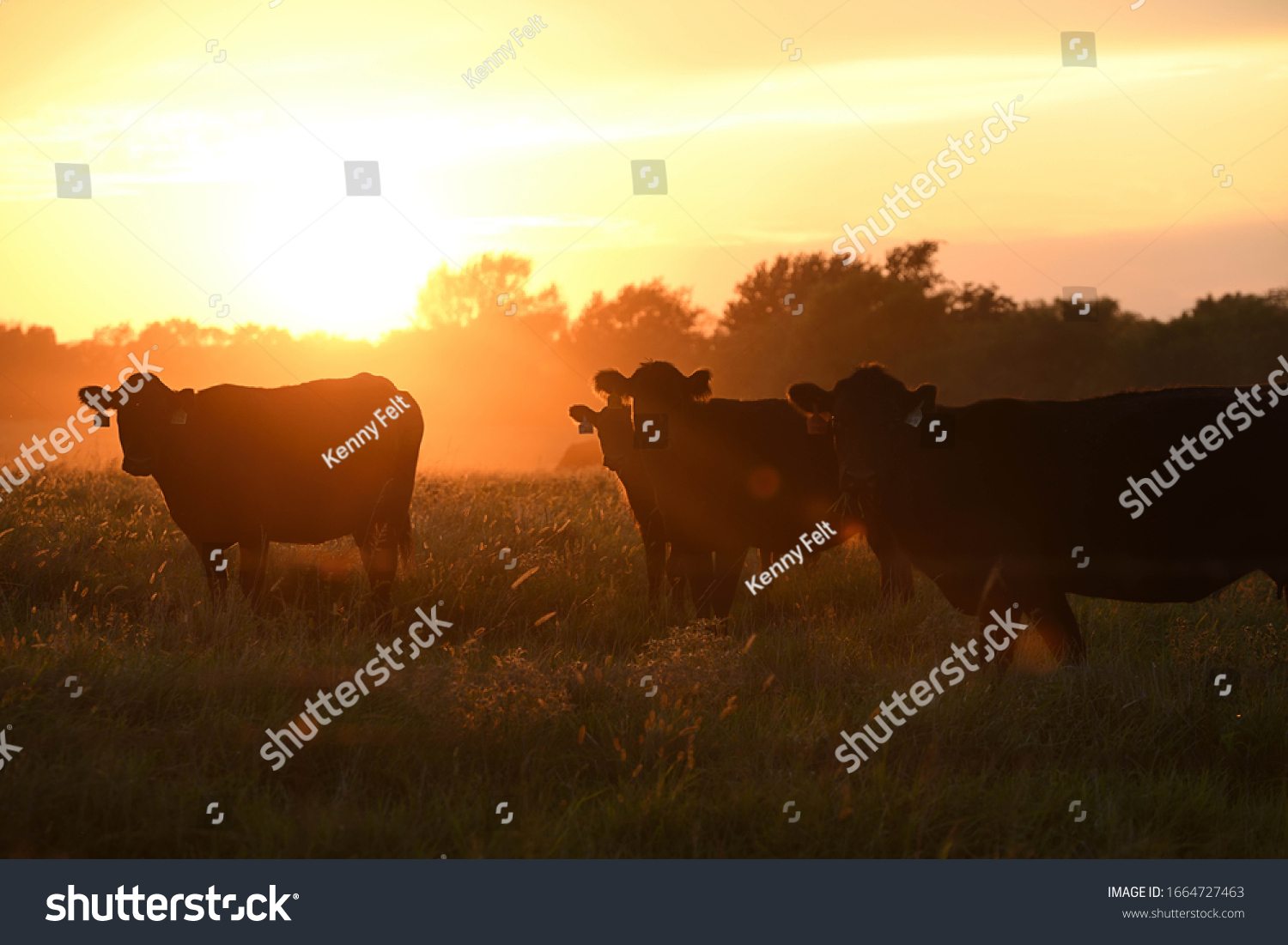 cattle grazing in the pasture at sunset #1664727463
