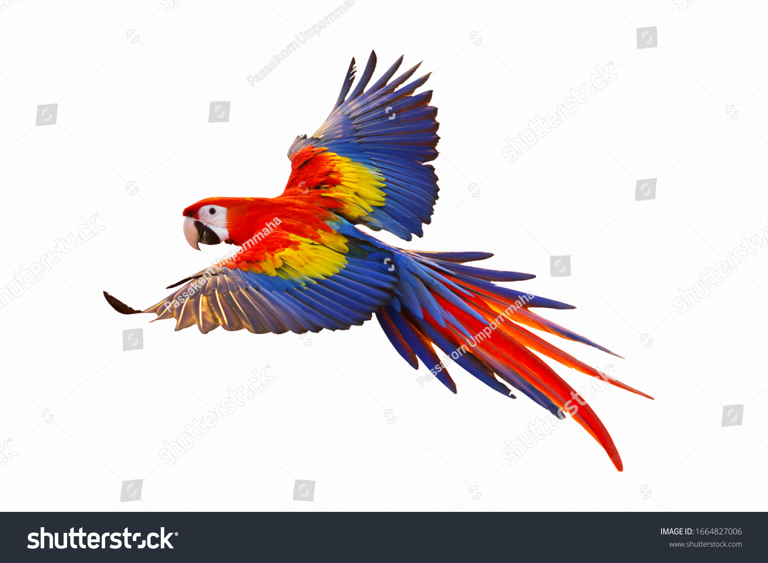 Colorful macaw parrot isolated on white background. #1664827006