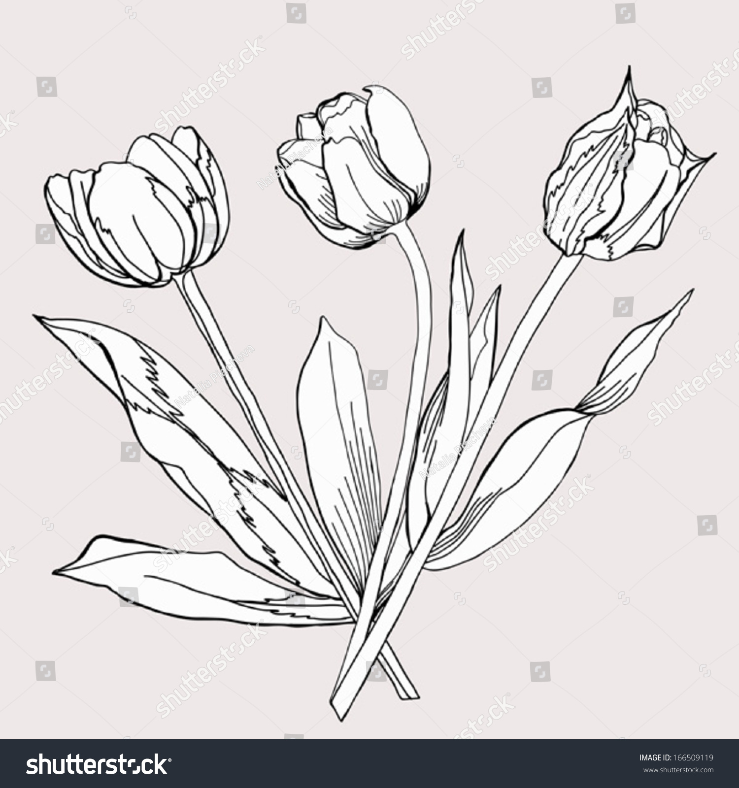 royalty free bouquet of tulip sketch black and 166509119 stock