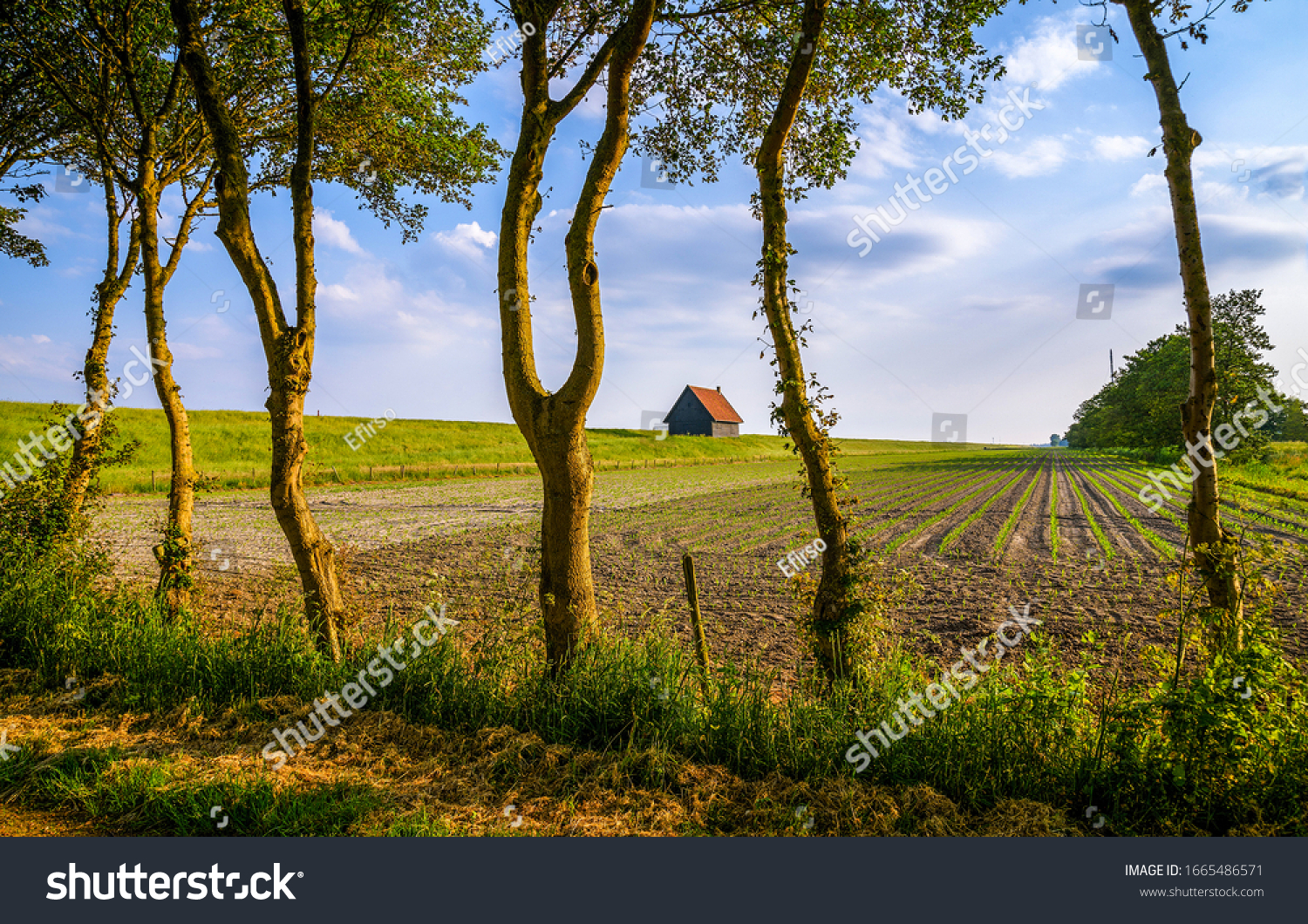 Farm house field in spring scene #1665486571