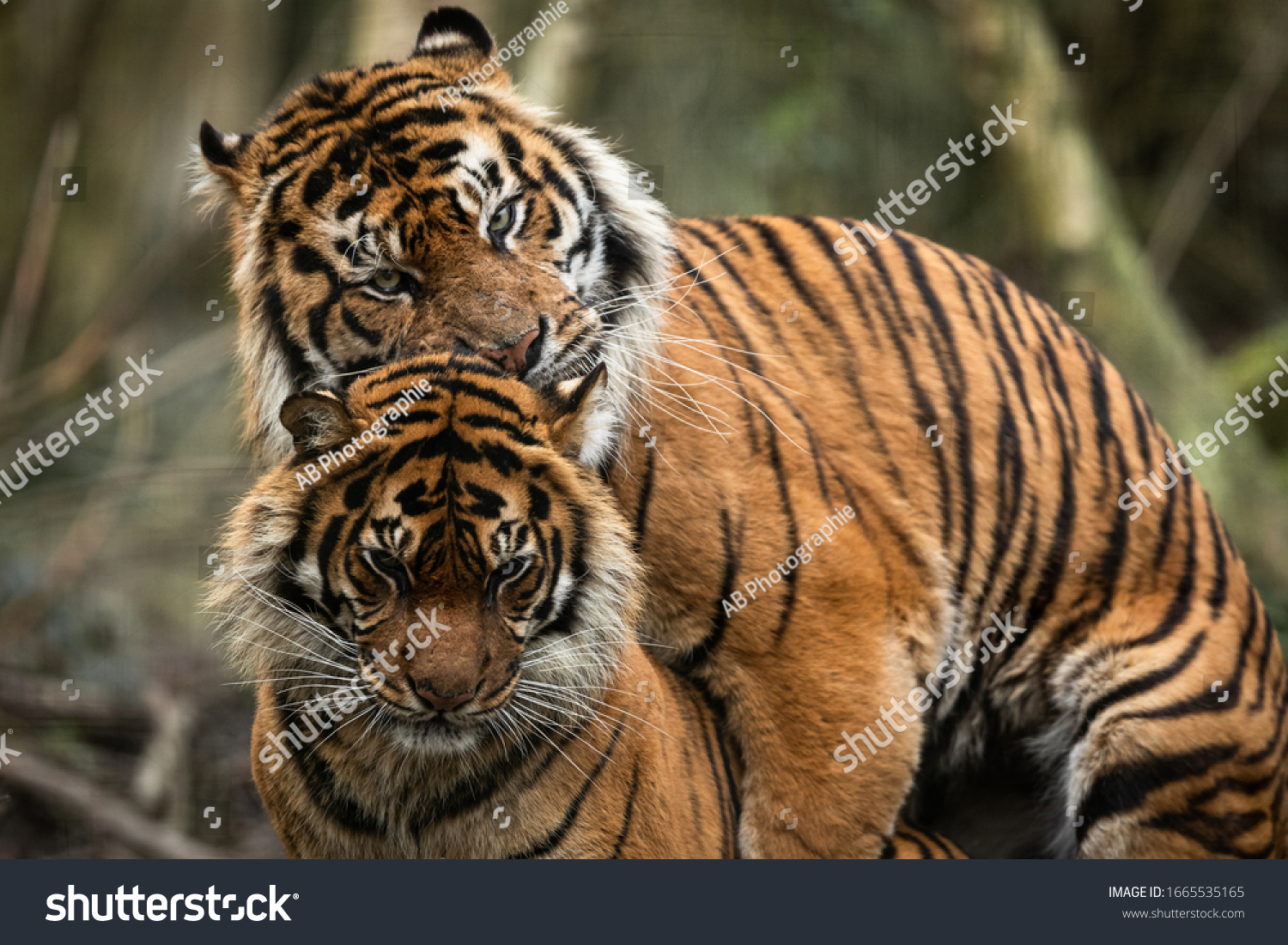 mating of two tigers in the forest #1665535165