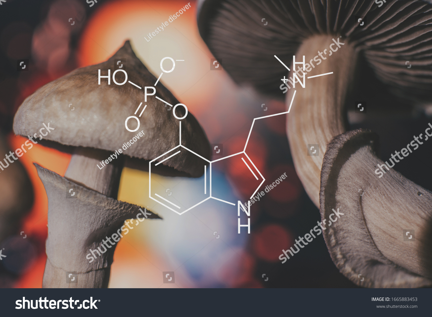 chemical formula of psilocybin on a blackboard Mushroom. Psilocybin mushroom. Close up Magic shroom. Psychedelic drug. Dry Psilocybe cubensis. Albino A strain. #1665883453
