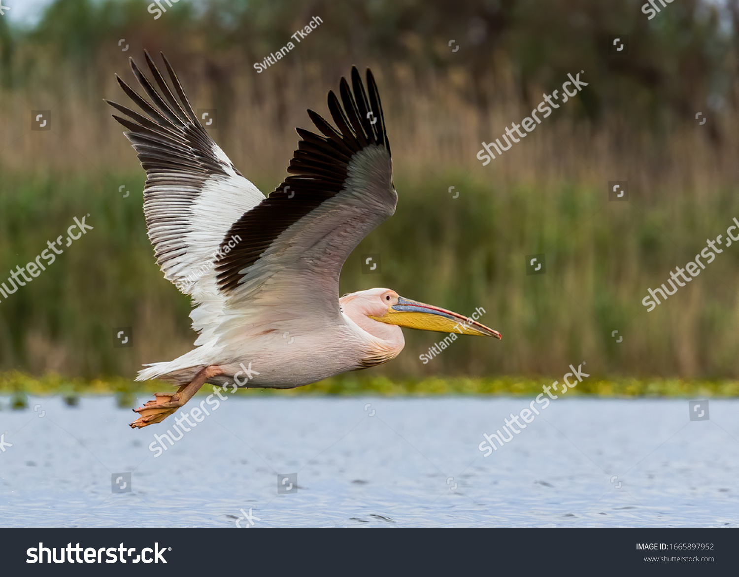 Great white pelican, or Eastern white pelican, or Rosy pelican, or White pelican (Pelecanus onocrotalus) in breeding plumage flying in its natural aquatic habitat; the Danube Delta in Romania. #1665897952