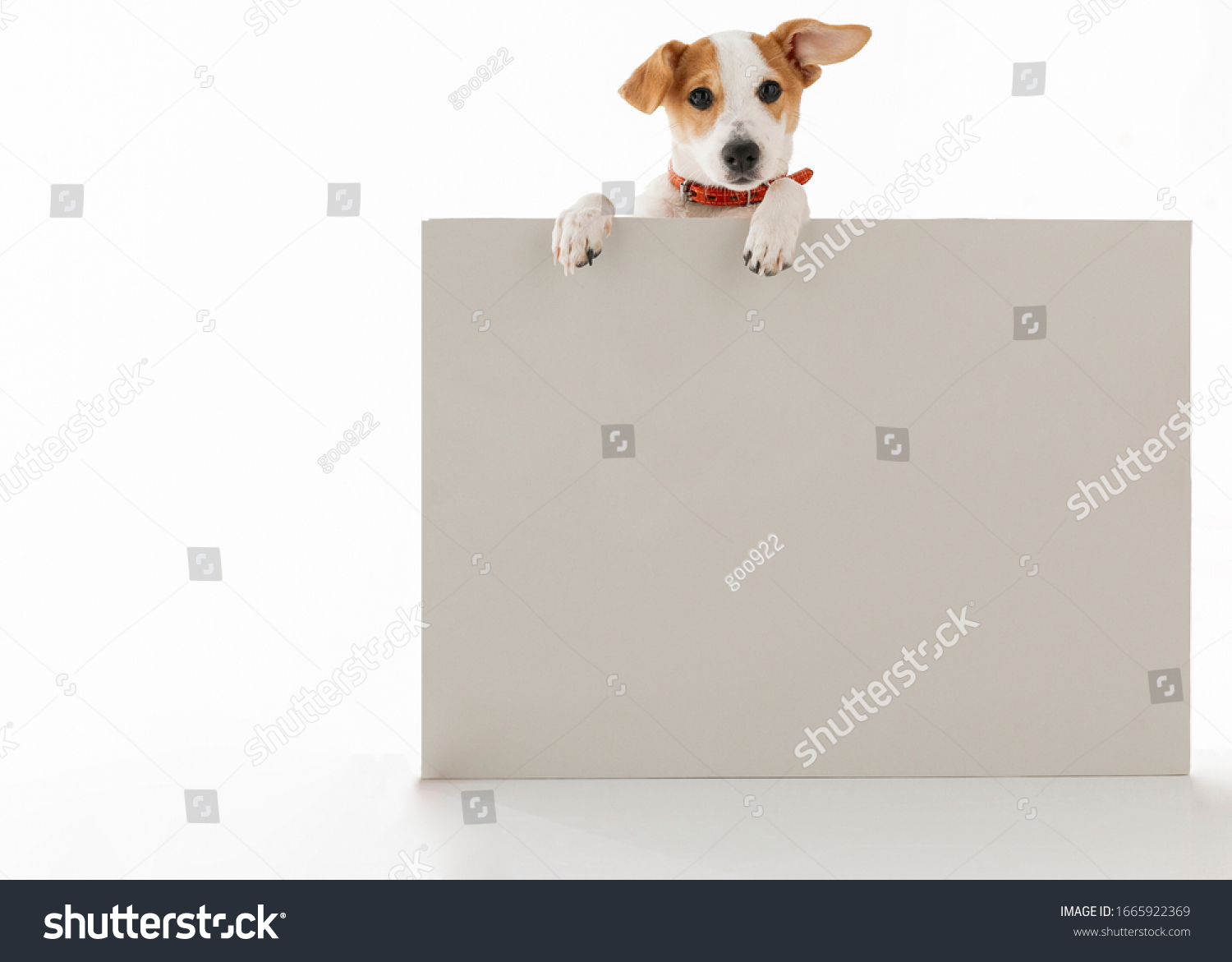 The Jack Russell terrier going to tell something
 #1665922369