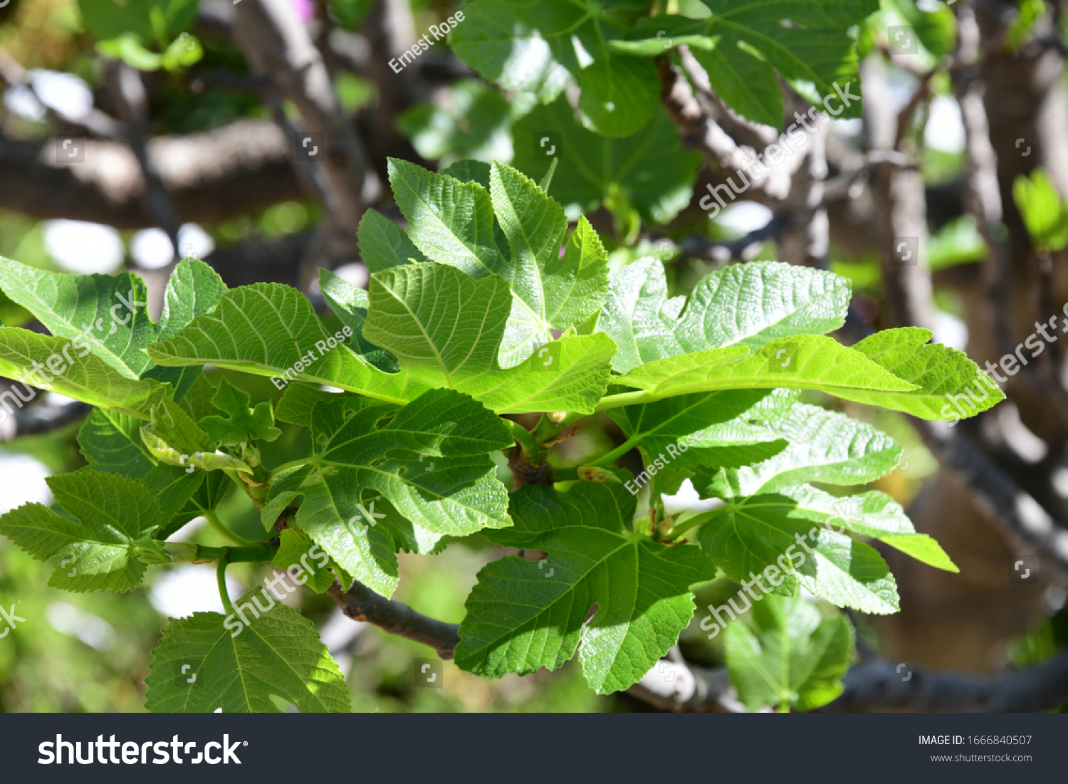 the first delicate fig leaves on the fig, Alicante Province, Costa Blanca, Spain #1666840507