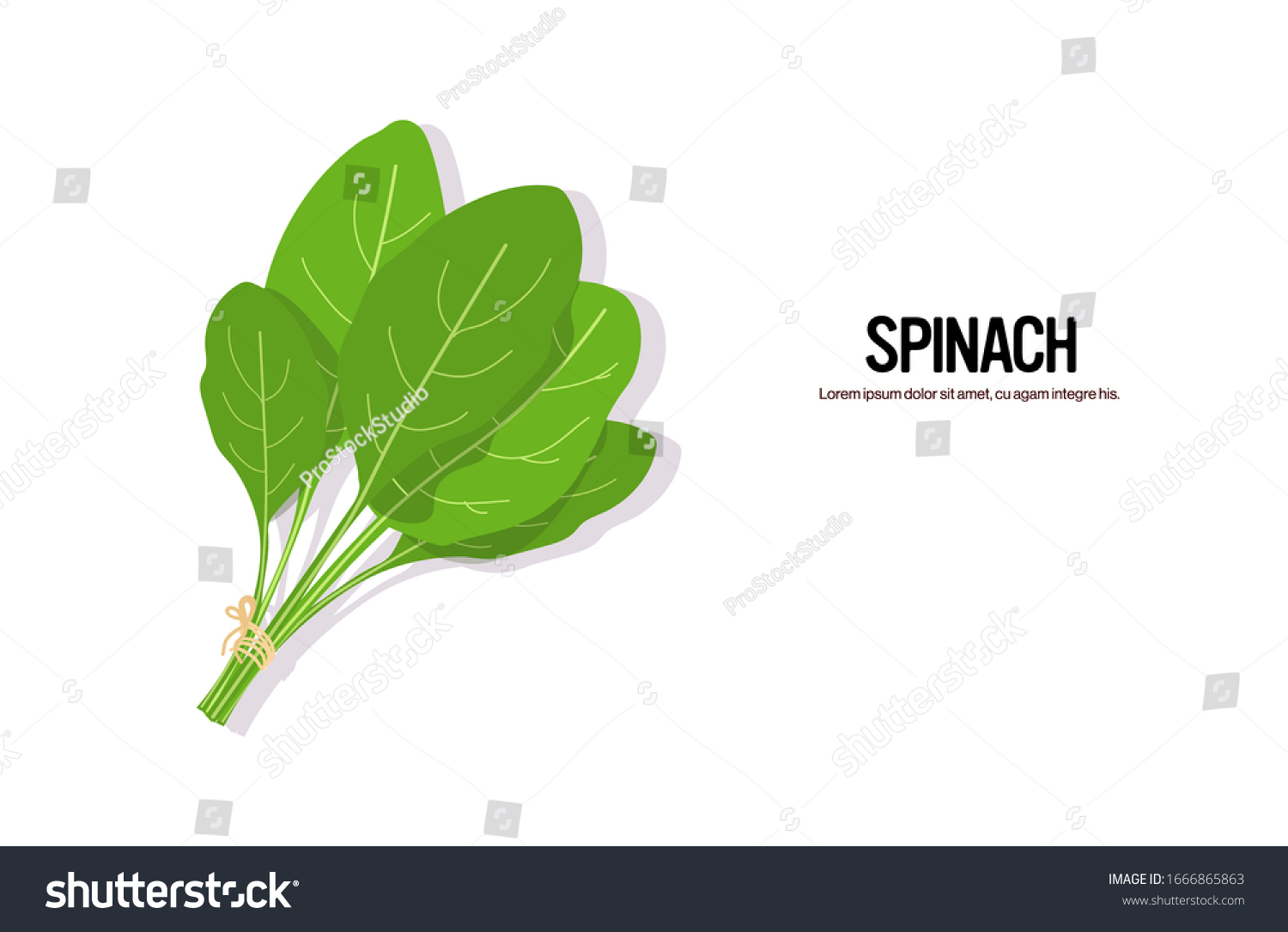 realistic spinach tasty fresh herb green leaves healthy food concept horizontal copy space vector illustration #1666865863