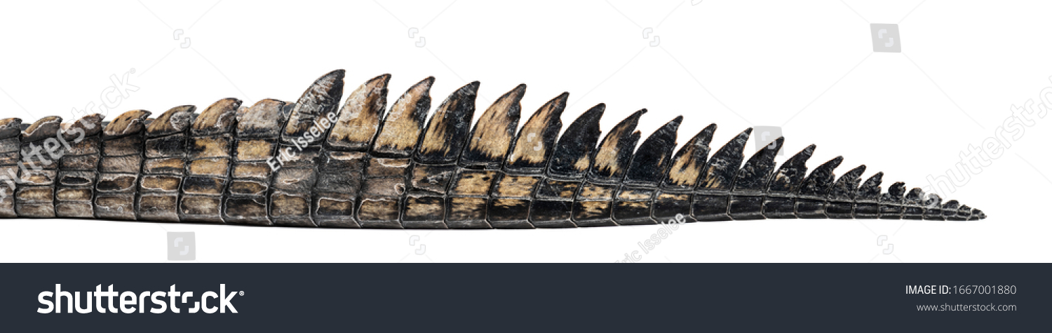detail of a Fish-eating crocodile tail, Gavial, Gavialis gangeticus, isolated on white #1667001880