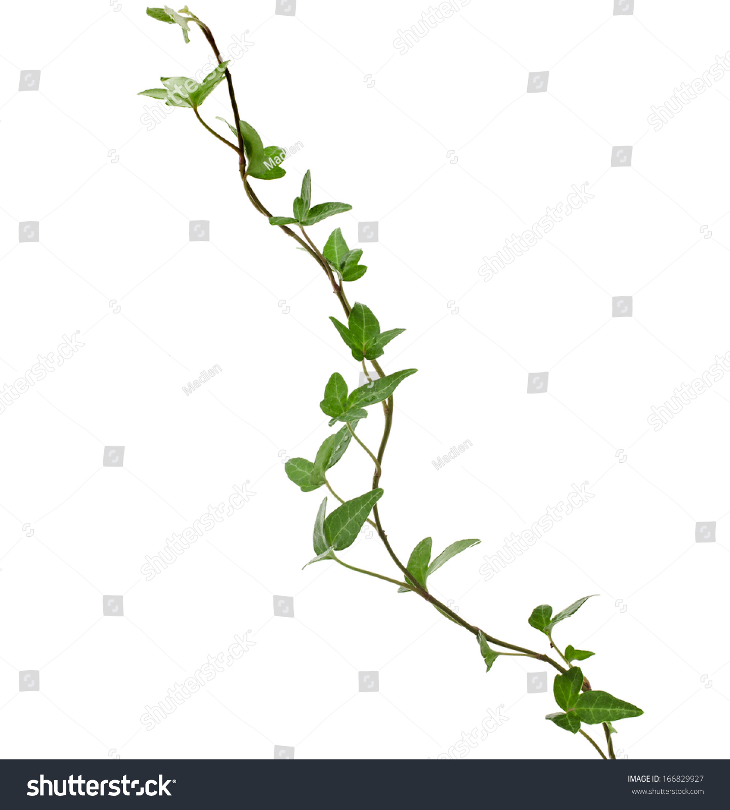 Green ivy plant close up isolated on white background  #166829927