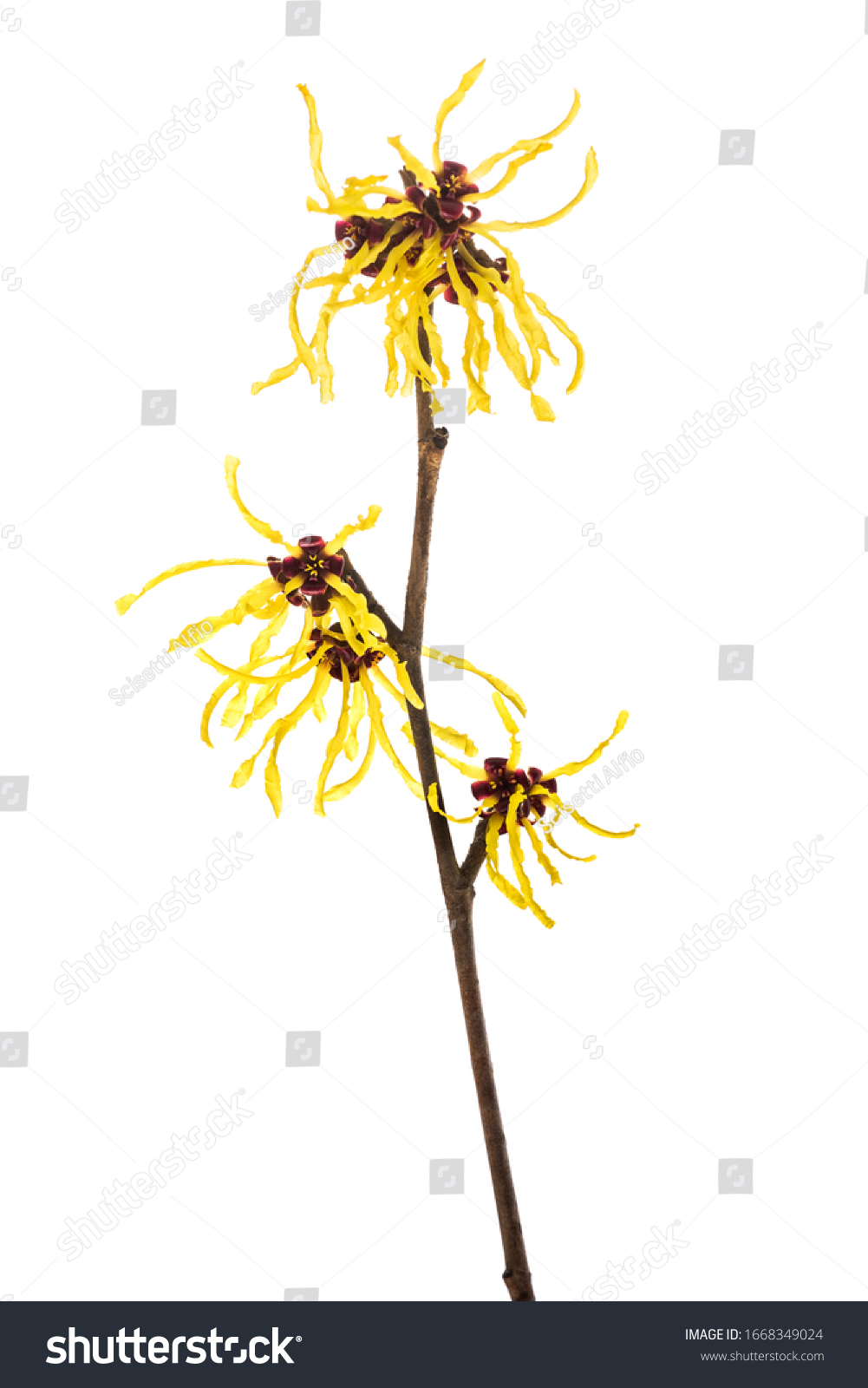 American witch hazel flower isolated on white background #1668349024