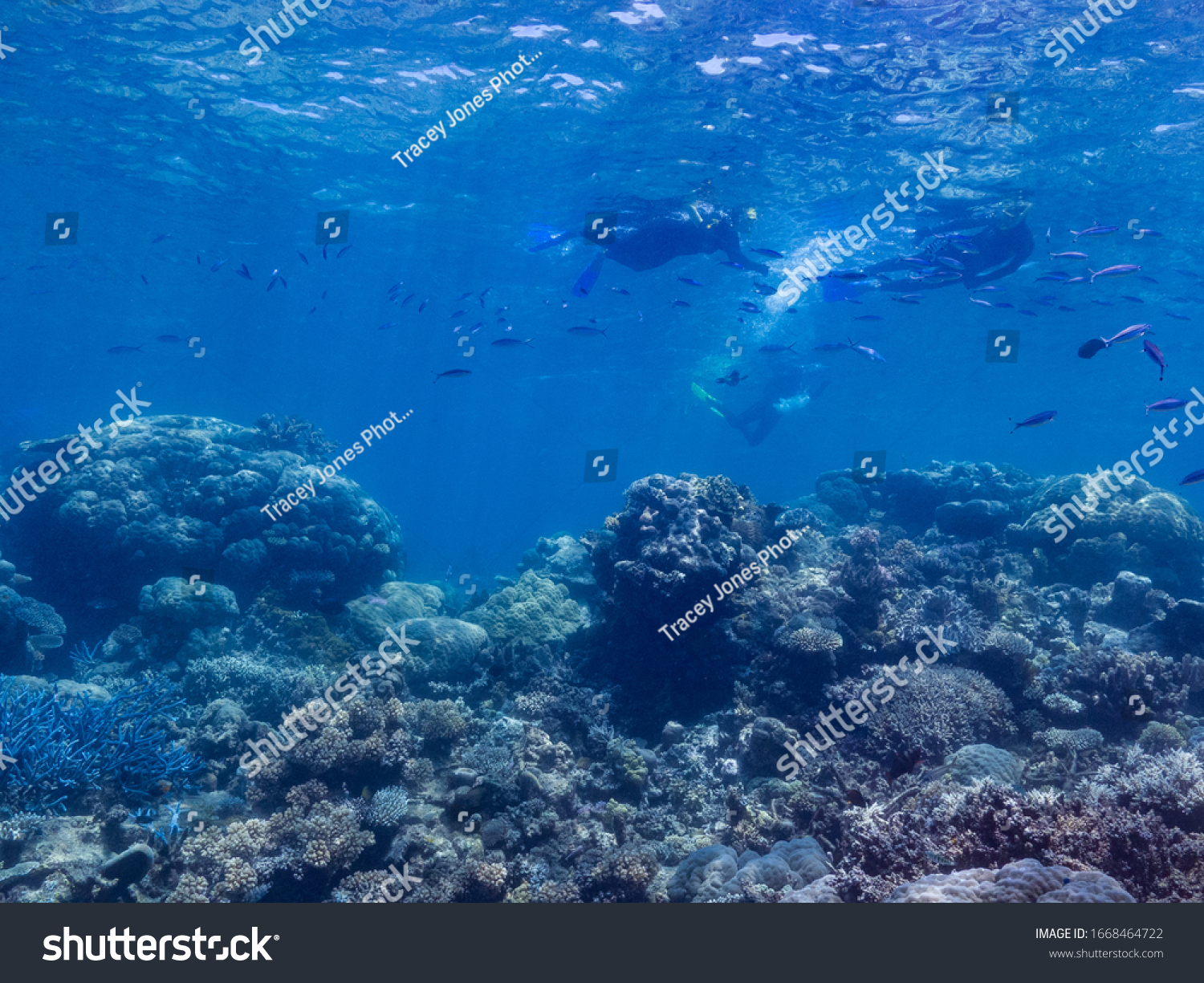 coral and fish of the great barrier reef #1668464722