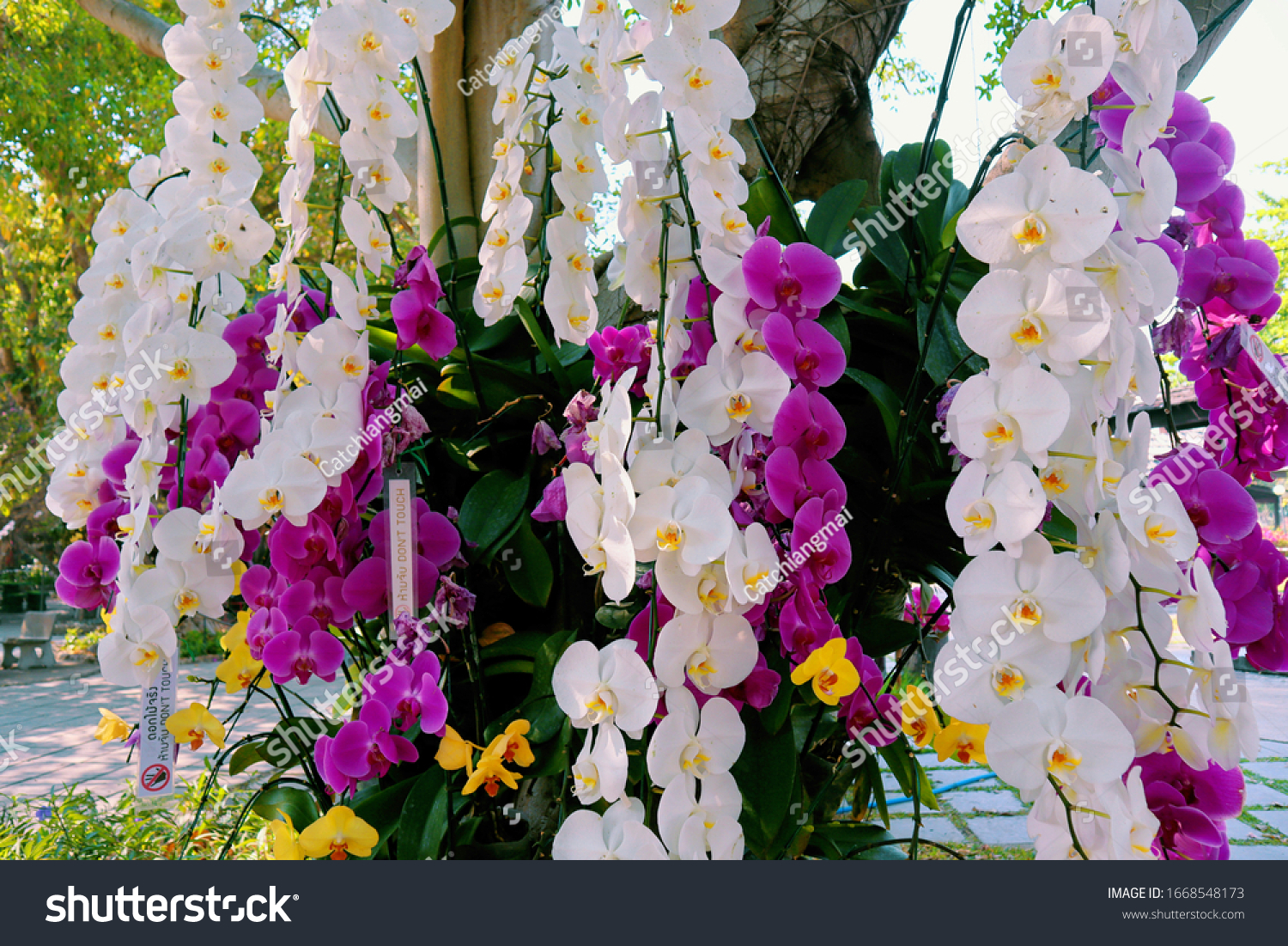 Orchid garden. Orchidaceae. orchids are available in purple, white, yellow. Beautiful flower garden. beautiful orchids. Chiang Mai, Thailand. white and purple flower. Phalaenopsis Orchids. #1668548173