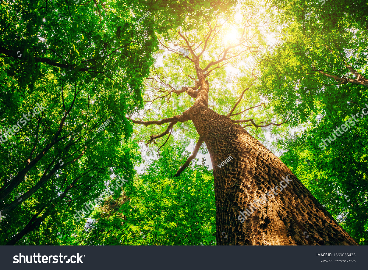 spring forest trees. nature green wood sunlight backgrounds. #1669065433