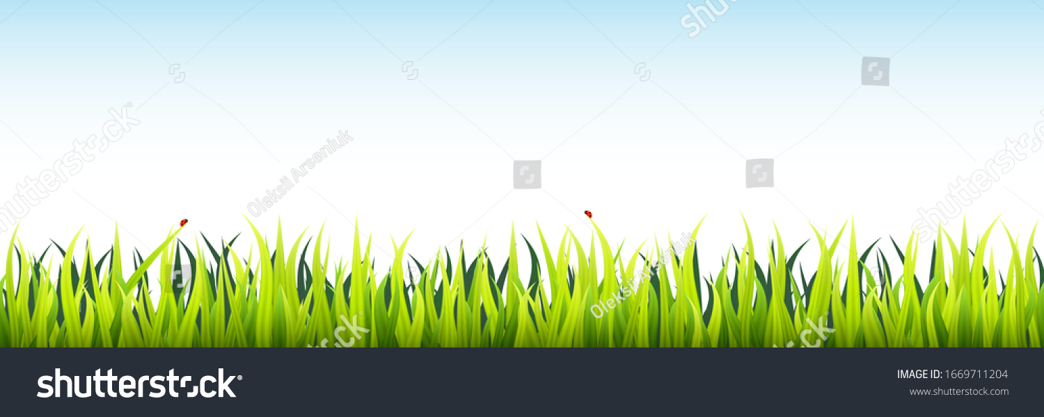 Grass field seamless footer. Microgreen wheat - Royalty Free Stock ...