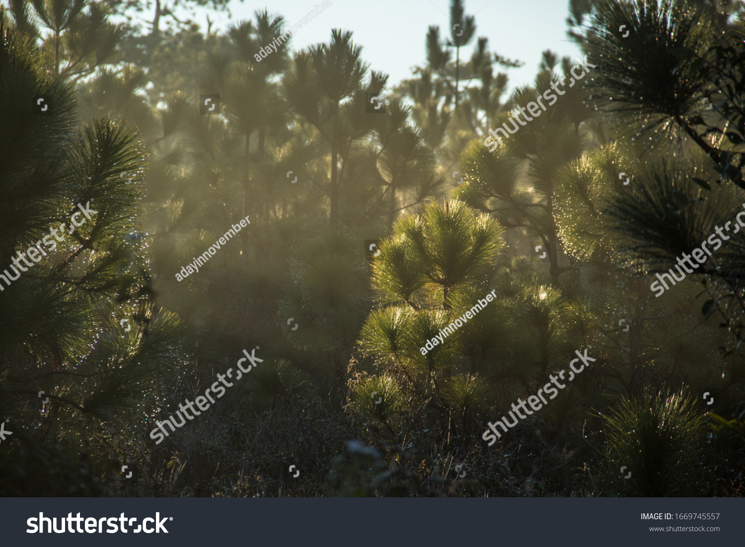 in the moring with Beautiful pine tree at phu kra dueng National Parks , Loei Province, Thailand #1669745557