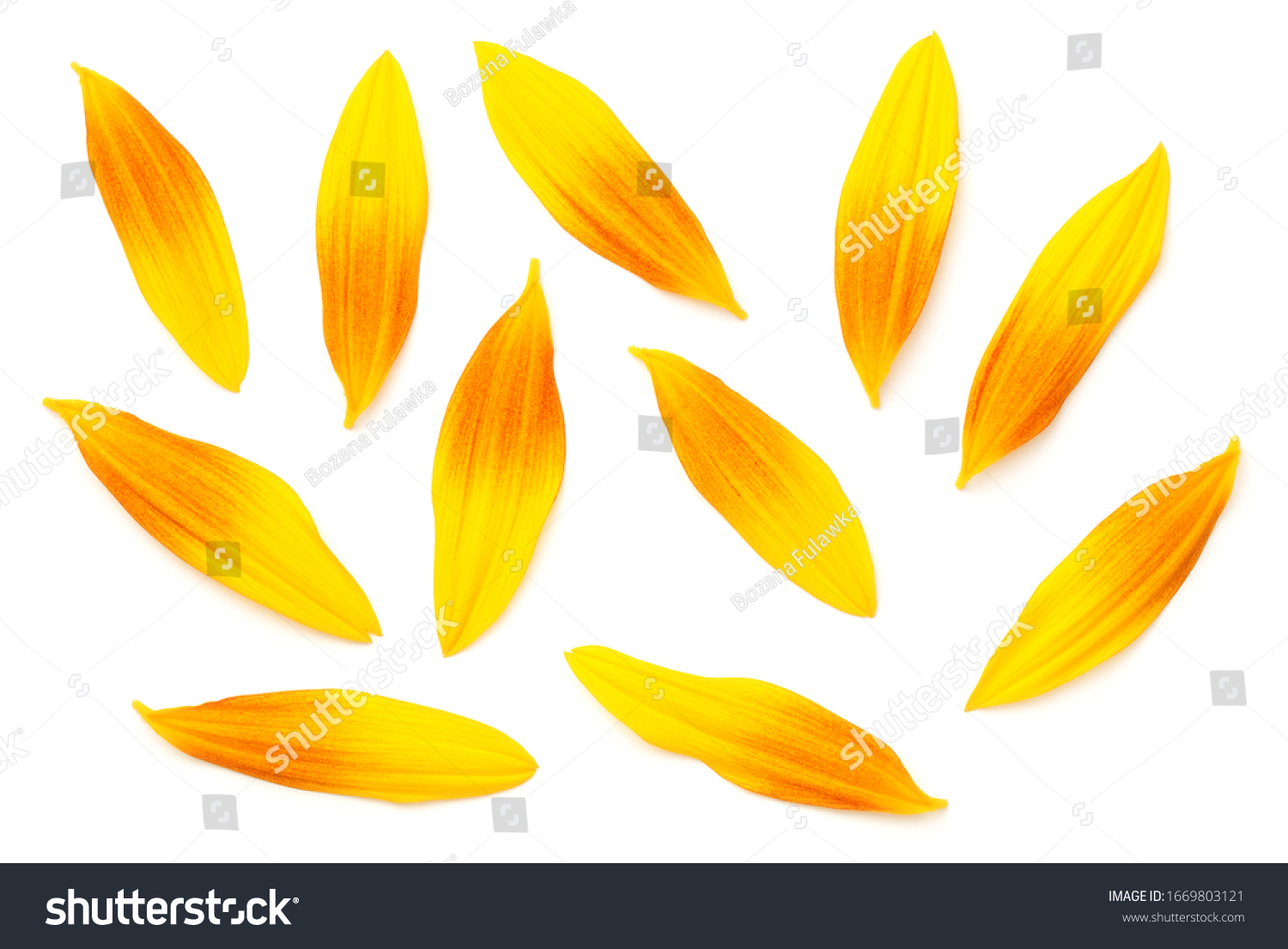 Sunflower petals isolated on white background. Top view, flat lay. Slight shadow #1669803121