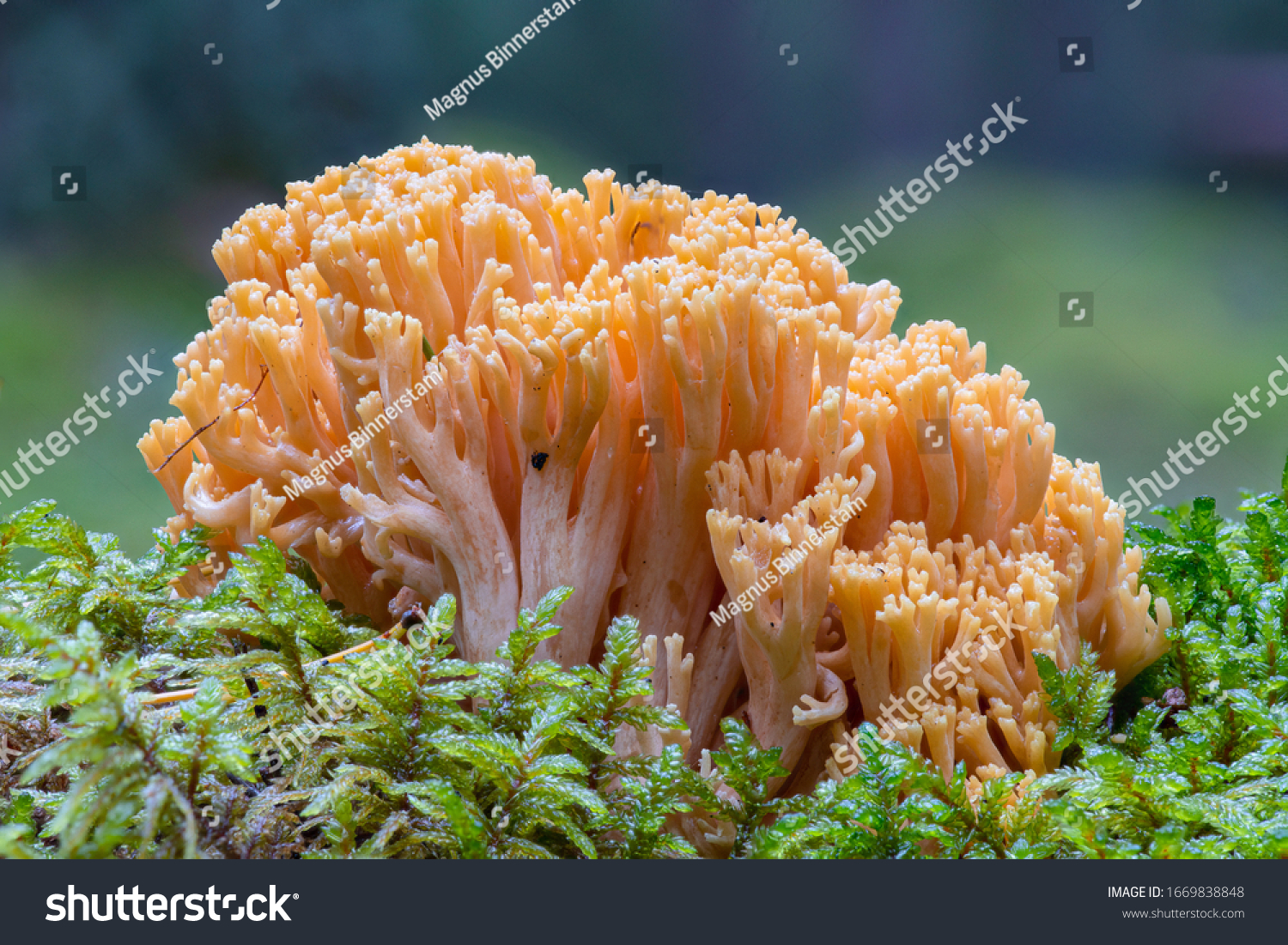 Very detailed close up of a yellow Clavaria flava or coral fungus growing in green moss. Stacked image with full focus #1669838848