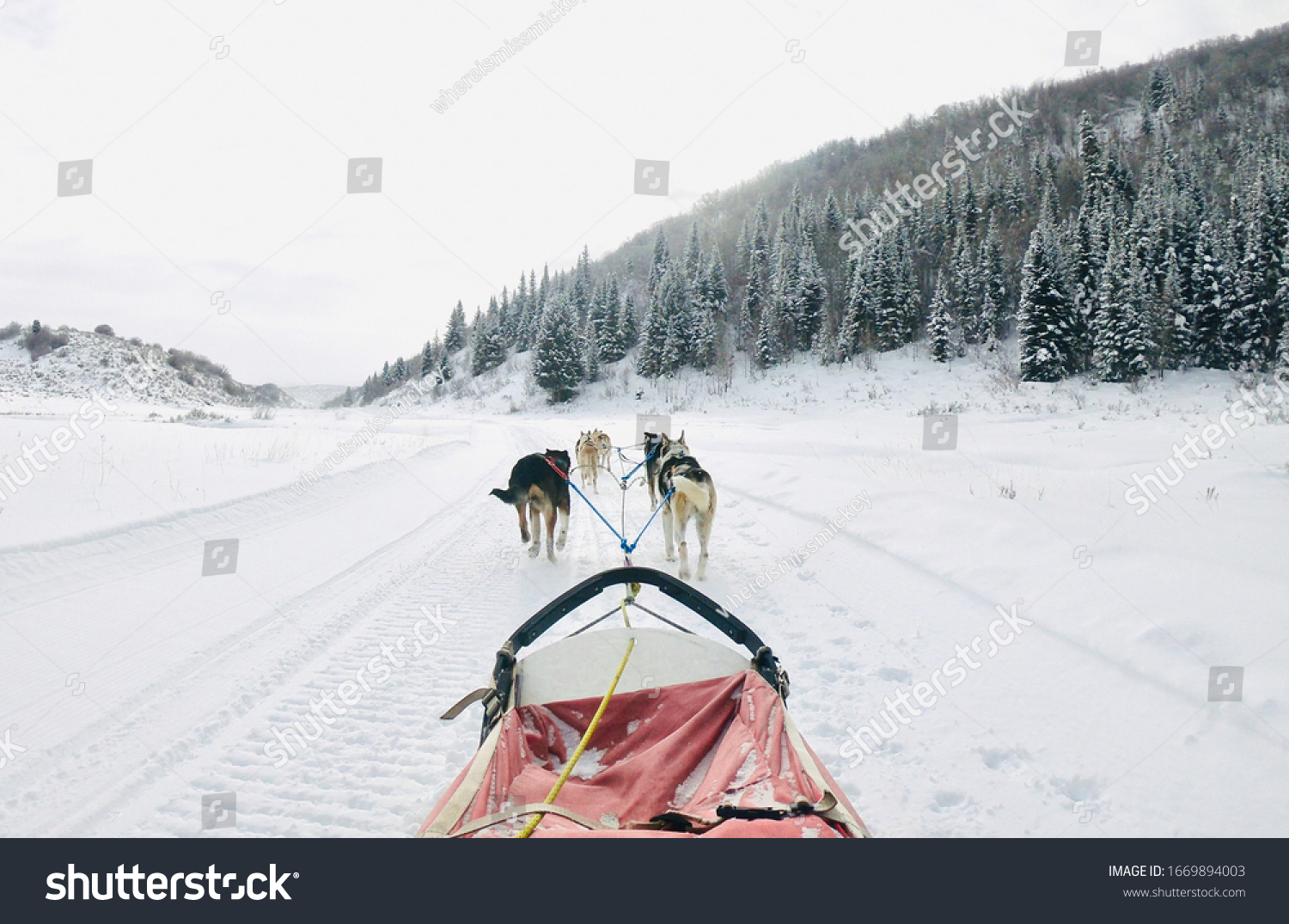 Dog sledding at Steamboat Springs, Colorado with Grizzle-T Dog & Sled Works #1669894003