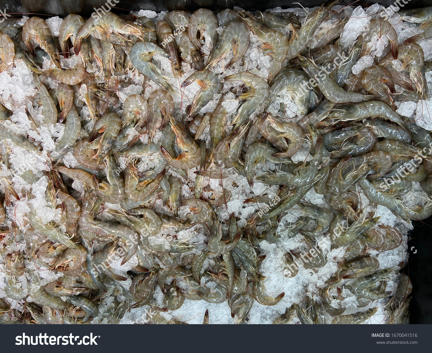 Shrimp texture background Many frozen shrimp Seafood such as shrimp, or used to be at the Shrimp Street Food Festival. #1670041516