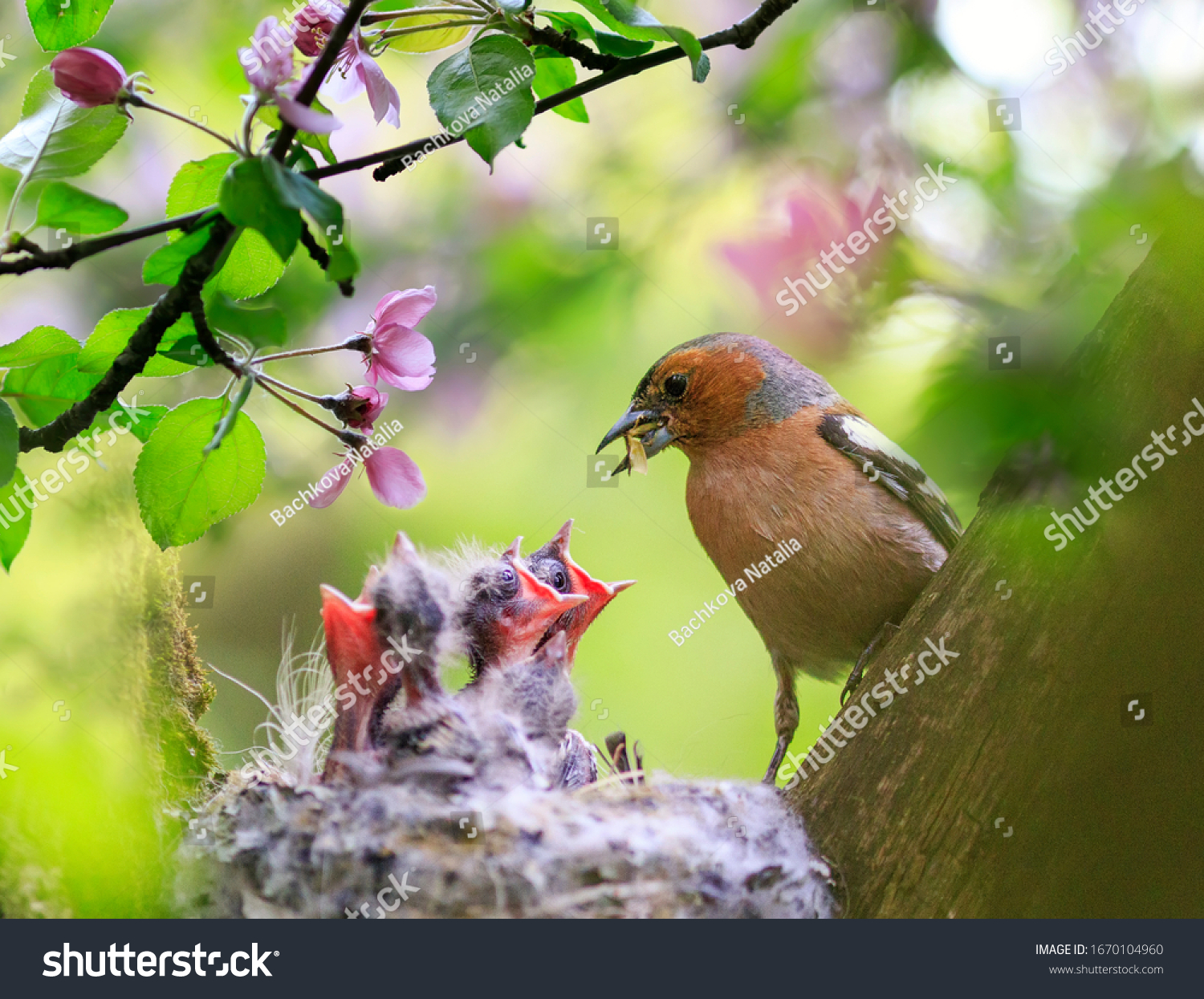 songbird male Finch feeds its hungry Chicks in a nest in a spring blooming garden #1670104960