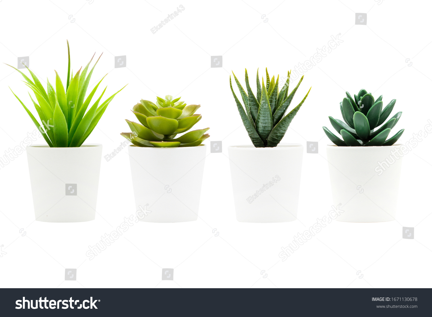 Indoor small green plant isolated on white #1671130678