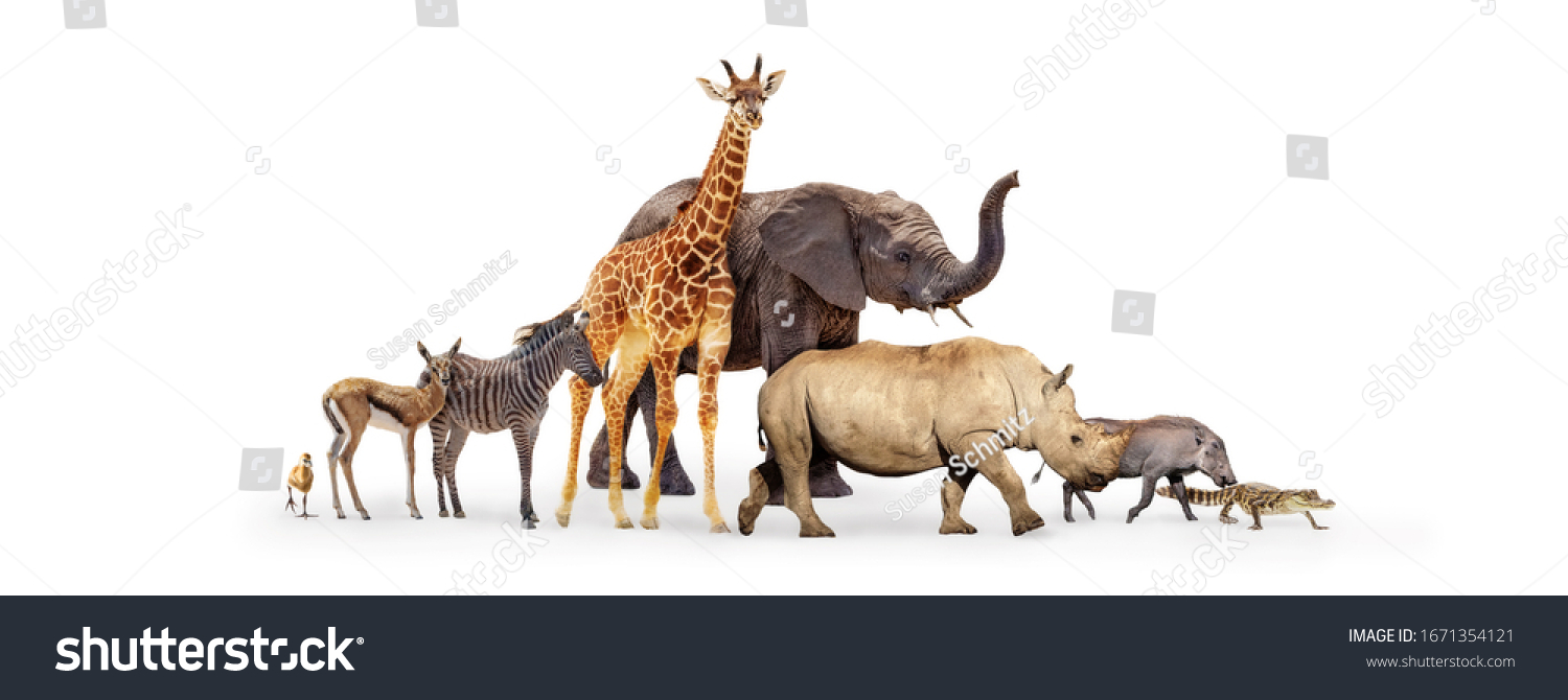 Row of cute baby zoo safari animals walking to side together over white background web banner #1671354121
