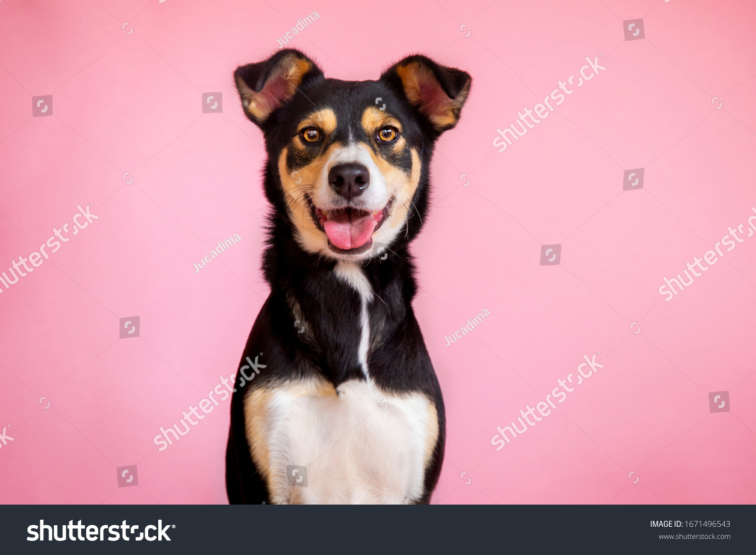 female dog in pink background. pet portraits. happy animals #1671496543