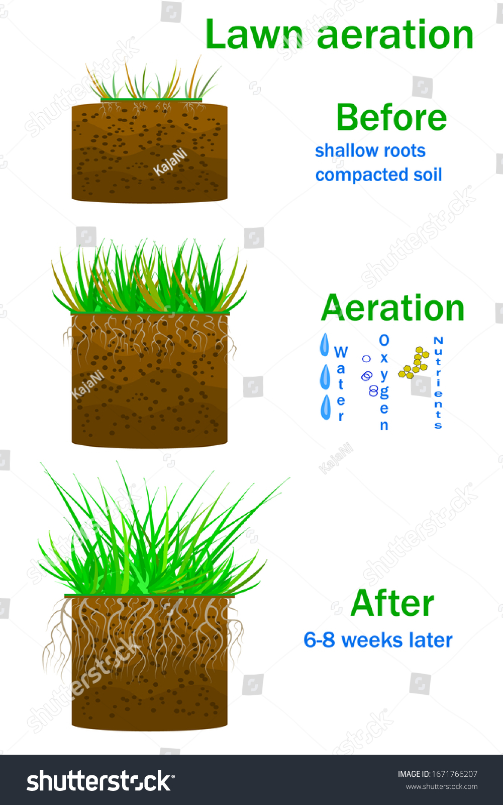 Lawn aeration infographics isolated on white - Royalty Free Stock ...