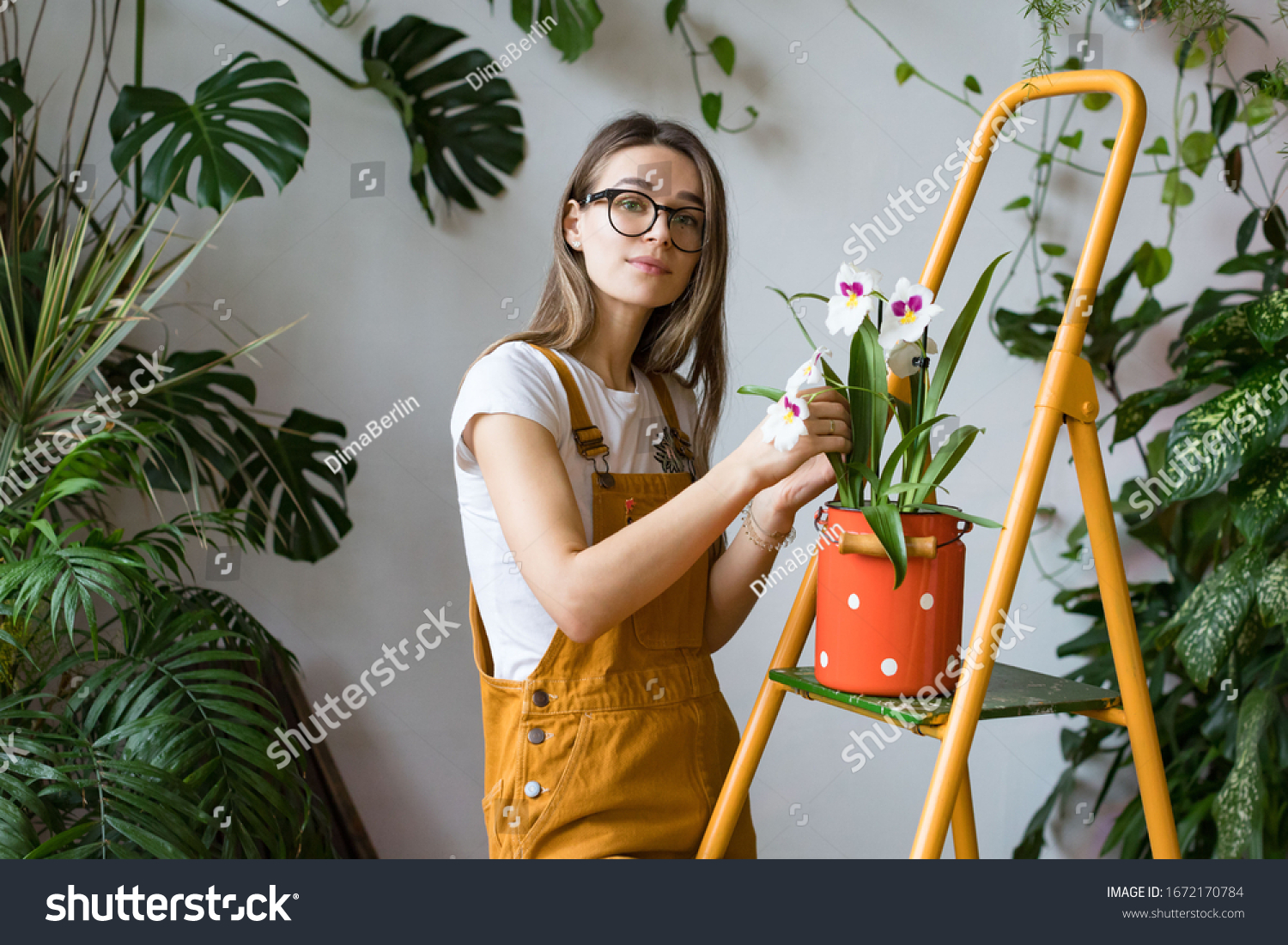 Young woman gardener in glasses wearing overalls, taking care for orchid in old red milk can standing on orange vintage ladder, looking at camera. Home gardening, love of houseplants, freelance.  #1672170784